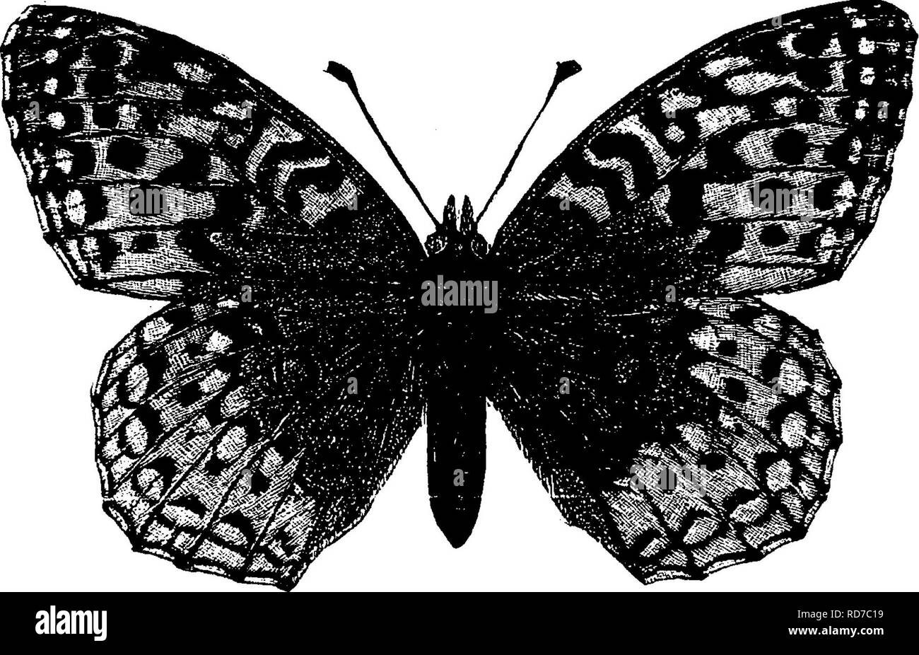 . Un manuel pour l'étude des insectes. Les insectes. 400 V LE GOUJON DE JNSECl'S. Les grands étoilés, Argyniiis cyhele fritillary (Ar-gyn'- nis cyb'e-le).-Cette espèce (Fig. 471) serviront à illustrer. Fig. 471.-A7'gynnis cybèle. l'apparence de l'ensemble des membres de ce groupe, ceux appartenant au genre Argynnis. Dans ce genre d'idées III., de les ailes antérieures survient avant l'apex de la cellule discale. Il y a un certain nombre de points communs qui fritillaries resem- ble de la précédente pour couleur et marques, mais qui sont beaucoup plus petits, les ailes d'élargir considérablement moins de deux pouces. Elles appartiennent à la Banque D'Images