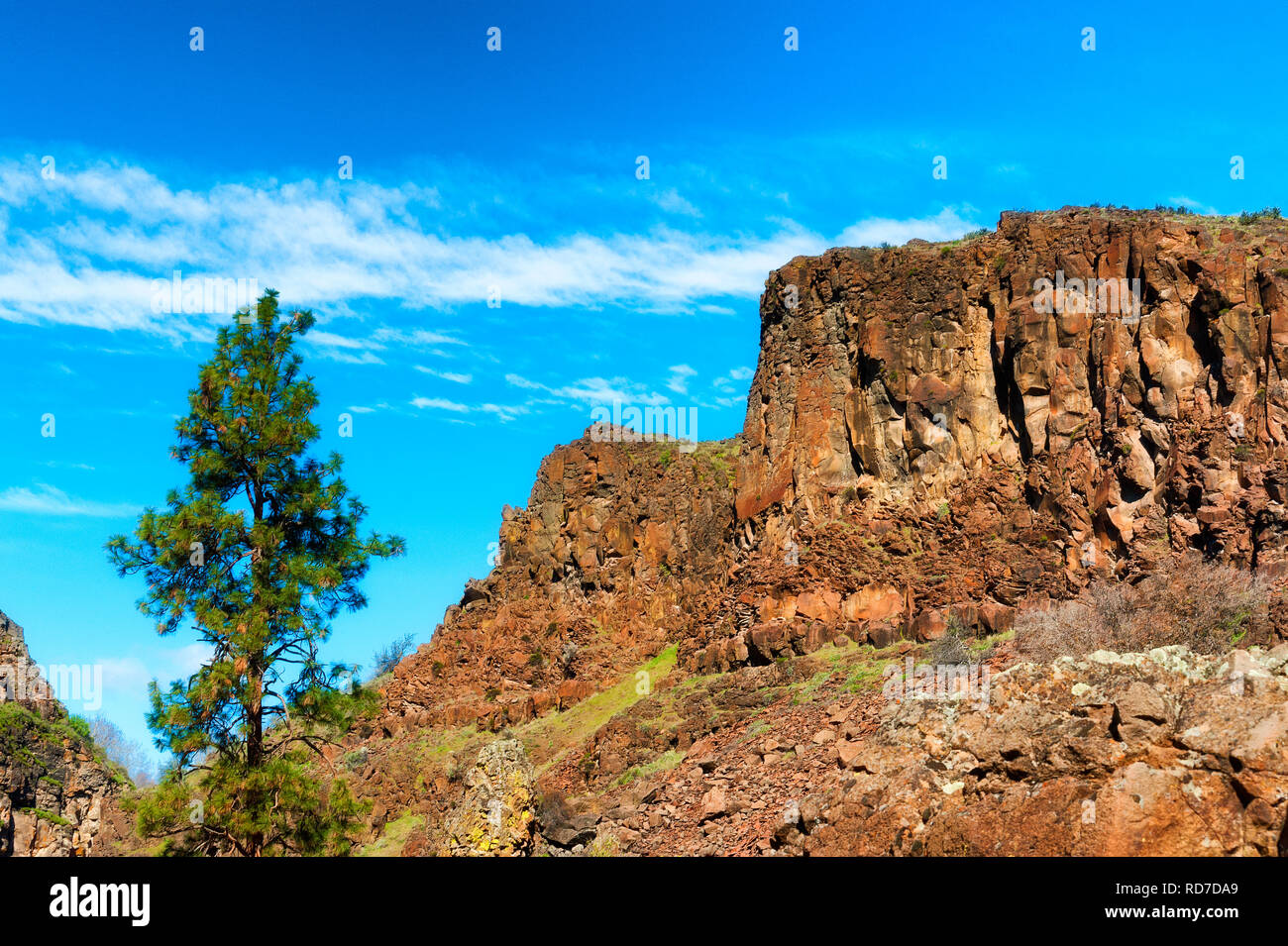 Un Lone Pine se dresse au premier plan de l'Oregon's high desert paysage de collines rocheuses. Banque D'Images