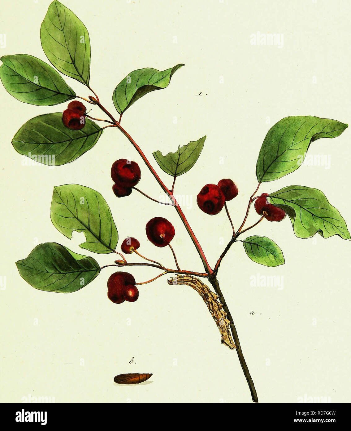 Geschichte Europaiischer Schmetterlinge Les Insectes Arvce A Z Ez Gt Tjo T A Jtr Octu Lt Neniiirue Jz 7t 3 I C Ta Mojitzy Veuillez Noter Que Ces Images Sont Extraites De La
