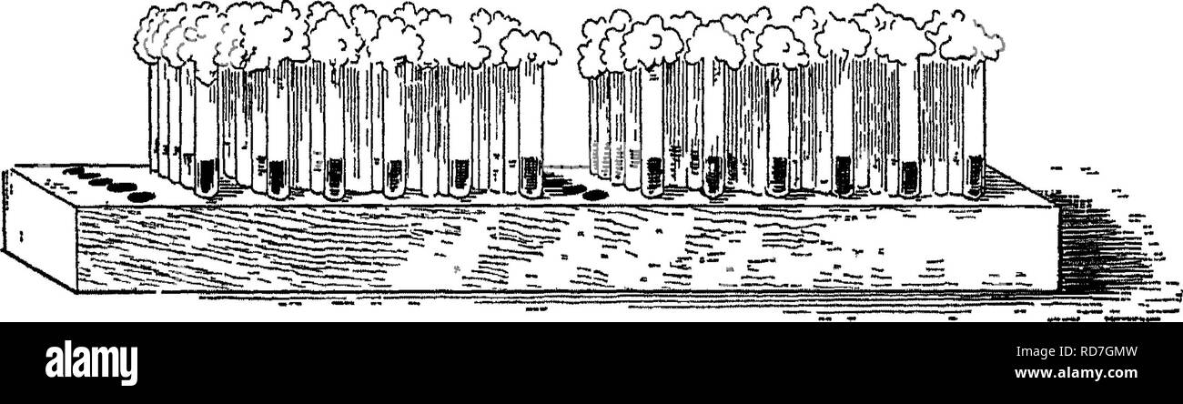 . Bactériologie et mycologie d'aliments. L'alimentation. Méthode de laboratoire d'hygiène 153 Tableau XII-Suite (POUR LES DILUTIONS)™-STOCK 1  % SOLUTION [Désinfectant glace +09 cc d'eau distillée  = Solution B] 1800  = 2000  = 2200  = 2400  = 2600  = 2800  = 3000  = 3200  = c c d B 5 5 5 5 5 5 5 5  +  + cc eau dist 85 ou 95 ou 105 ou 115 ou 125 ou 135 ou 145 ou 155 ou c e d b 4 4 4 4 4 4 4 c c de l'eau 687684 dist 92  + 100  + 108  + 116  + 124 c c d ou 2 ou 2 ou 2 ou 2 ou 2 ou 2 ou 2  +  +  + c c l'eau dist 34 38 42 46 50 54 58 62 Porte-tubes sous-culture. Casiers en bois, avec 5 rangées de 14 trous chacun, sont utilisés pour la tenue de la su Banque D'Images