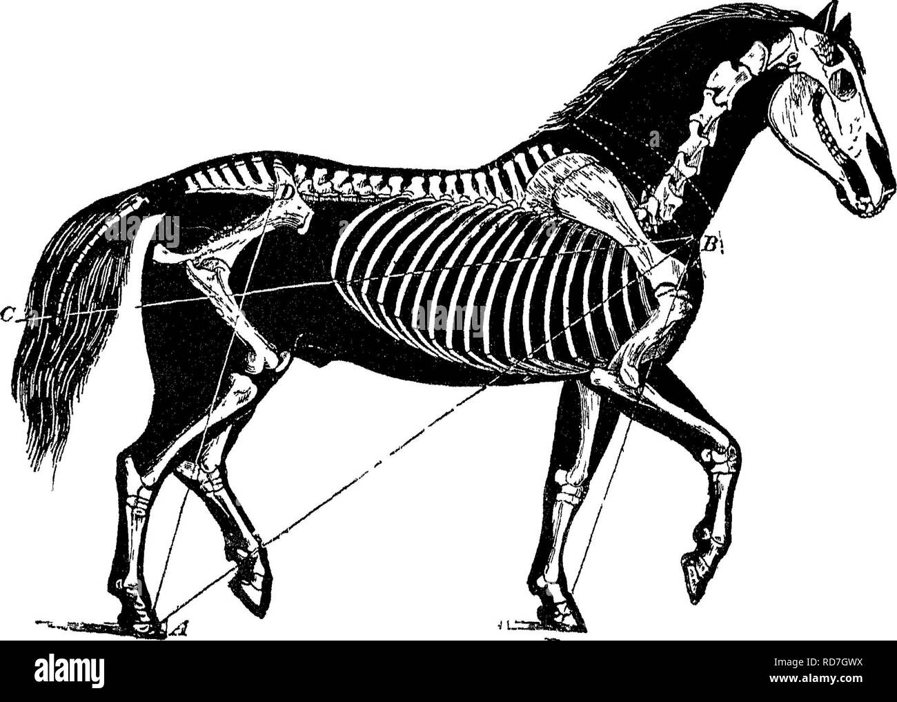 . Points du cheval ; un traité sur la conformation, les mouvements, les races et l'évolution du cheval. Les chevaux. 6o D'UN PROJET DE MÉCANISME, le centre de gravité avec leference à la position de la base de soutien, est influencedj tout d'abord, par le degré d'inclinaison que le foie rend la jambe avec le sol immédiatement avant qu'il quitte, et avant que l'autre patte antérieure est présenté ; et, deuxièmement, par l'loweiing de la tête et du cou. Il va sans dire que les chevaux avec toe-pièces à leur avant chaussures peuvent, tout en conservant le pied, le giavity biing centie faither de au-delà de la base de soutien, par le Banque D'Images