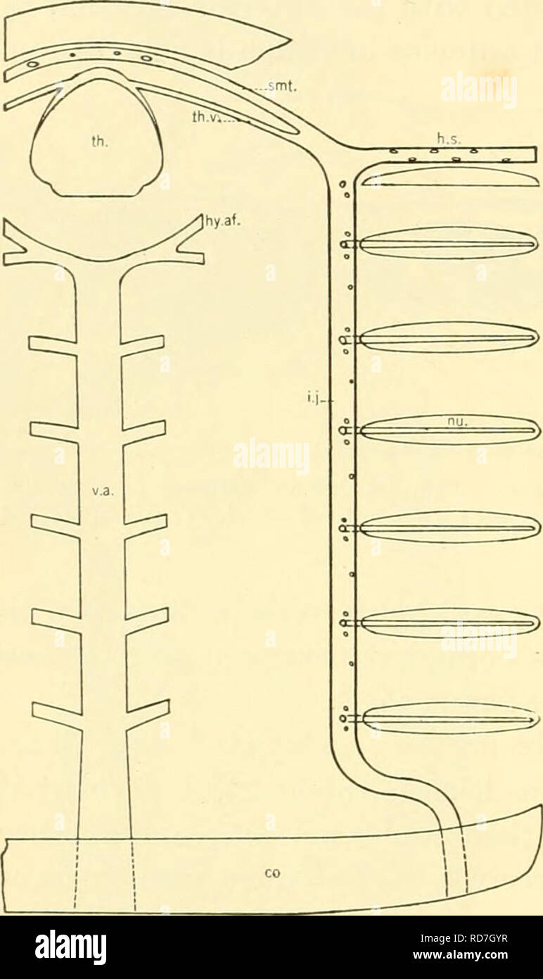 . Les elasmobranches. Des chondrichtyens. 200 LES ELASMOBRANCHES de veines d'un rein ou mésonéphros le sang est renvoyé par les reins et le dos par les deux grandes veines postcardinal {p.c, fig. 185) qui courent le long des côtés de la colonne vertébrale juste sous la paroi de la cavité du corps. Le droit l'une de ces veines peuvent être tracés comme un seul navire de la pointe postérieure du rein de l'avant pour la région de l'artère mésentérique inférieure, où il est rejoint par la gauche. postcardinal Juste derrière l'origine de la face postérieure de l'artère- testinal deux postcardinals Heptanchus sont jointes en Banque D'Images