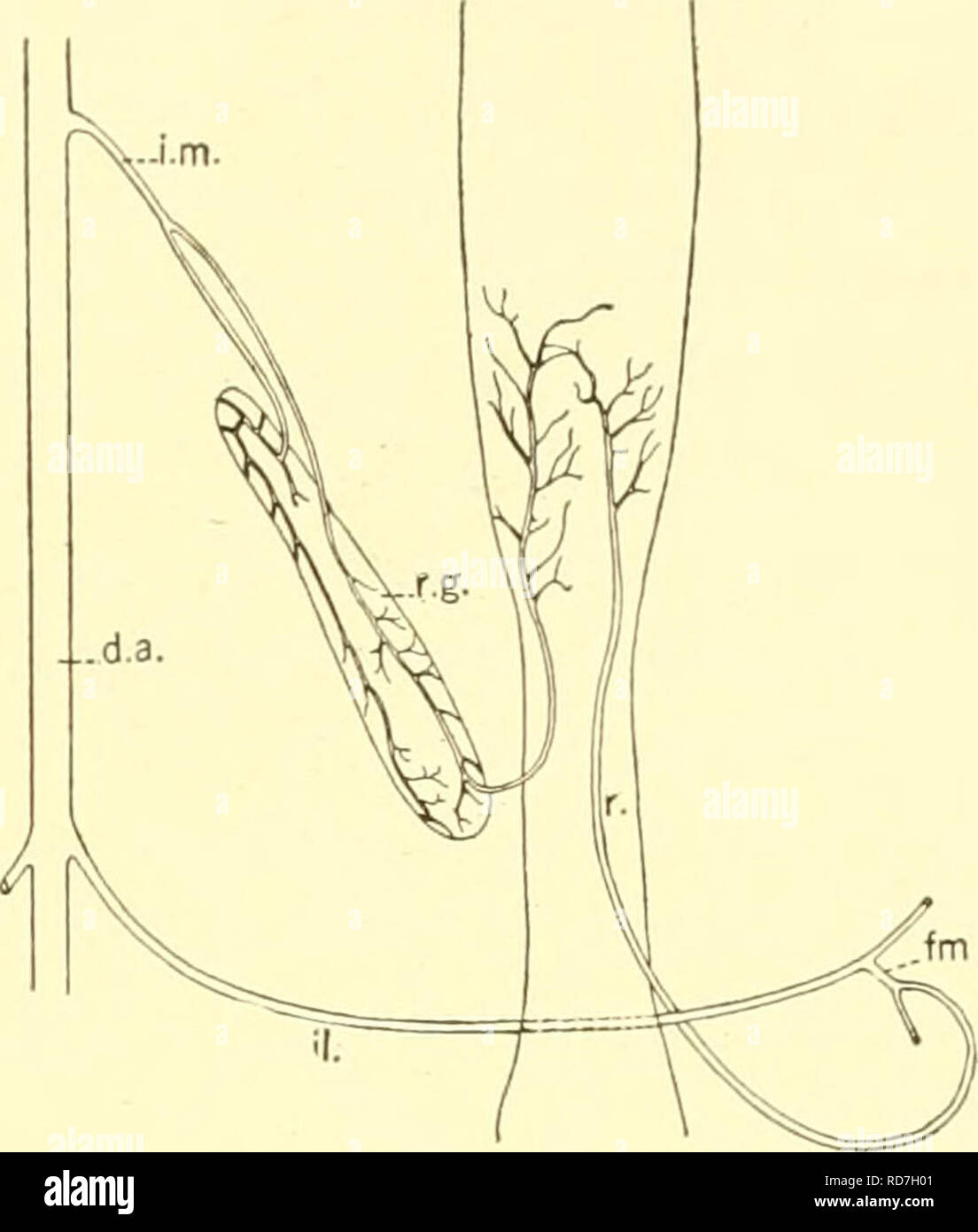 . Les elasmobranches. Des chondrichtyens. Les ELASMOBRANCHES 191. et puis exécute à la glande rectale et les parties de l'appareil digestif, où il l)reaks en un réseau de vaisseaux. Contrairement à Heptanchus, cependant, il n'est pas usuallj s'anastomosent avec l' artère intestinale dorsale. Navires médian parfois découler de l'aorte dorsale postérieure à l'origine de l'. mésentérique inférieure Ils sont caractérisés en passant directement à la région du rectum et, parfois, à l'oviductes. Ces navires peuvent être présentes dans Acanthias et un ou plusieurs d'entre eux peut être p Banque D'Images