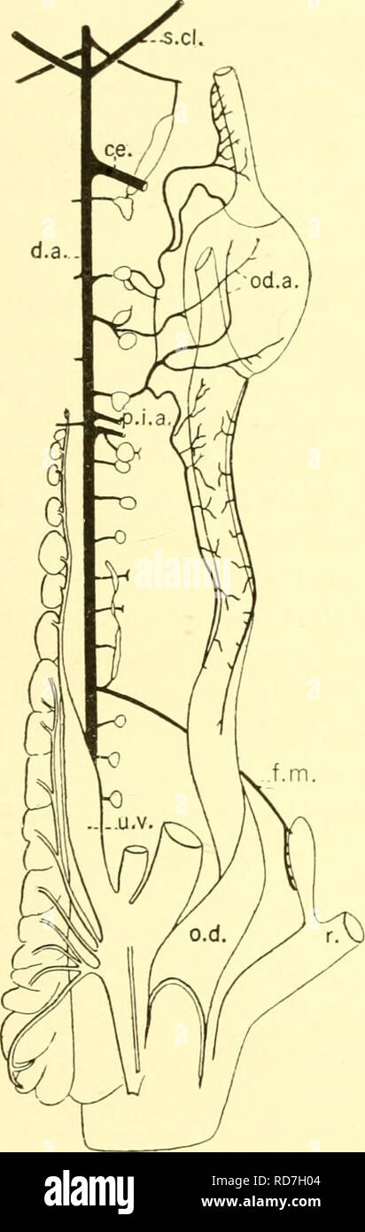 . Les elasmobranches. Des chondrichtyens. Les ELASMOBRANCHES 189 ment j'l-om l'aorte dorsale. En conséquence, la partie postérieure de l'intestin antérieur se pose et croise la face antérieure de la gastro-i)anereaticos])lenic. Cet état est caractéristique de nombreux ty])es de qui il faut dire qu'aucun véritable artère mésentérique supérieure existe.. Veuillez noter que ces images sont extraites de la page numérisée des images qui peuvent avoir été retouchées numériquement pour plus de lisibilité - coloration et l'aspect de ces illustrations ne peut pas parfaitement ressembler à l'œuvre originale.. Daniel, J. Frank (John Franklin), 1873-1 Banque D'Images