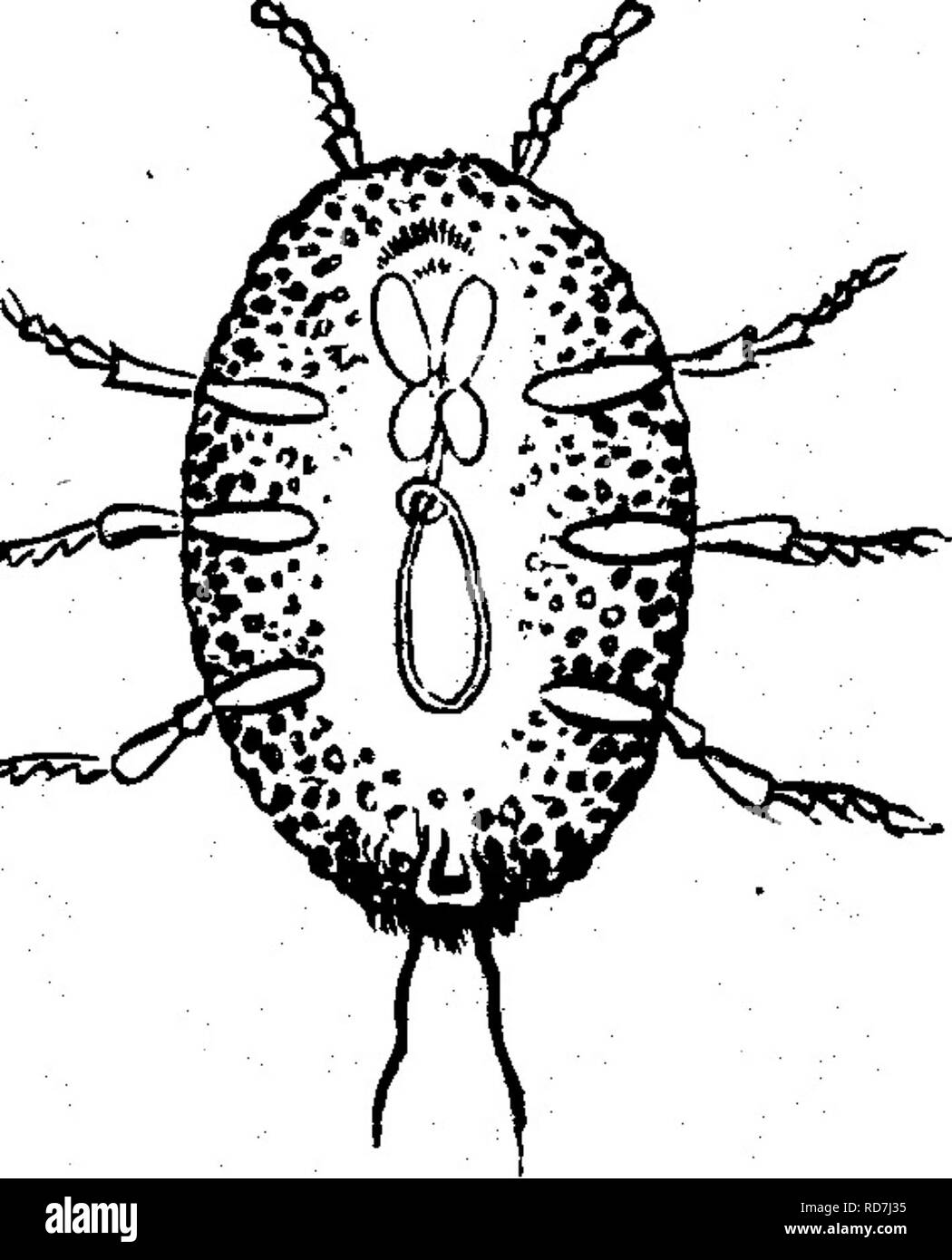 . Les insectes nuisibles pour les fruits. Illustré de quatre cent quarante coupes de bois. Insectes nuisibles. a moins de un centième de un pouce de long ; l'un d'entre eux est illustré, très amplifié, dans la Fig. 439. Cette échelle a été trouvé sur olive-arbres dans diverses parties de la Californie, mais il est dit d'flourisih seulement sur les arbres dans une condition saine, et, comme c'est essentiellement limitée à l'agrégation et de grosses branches, peut être facilement enlevé avec un pinceau trempé dans une solution de savon à l'huile de baleine. Il infeste également les poiriers et Apple sur la côte du Pacifique. 423. Veuillez noter que ces images sont extraites de scanne Banque D'Images