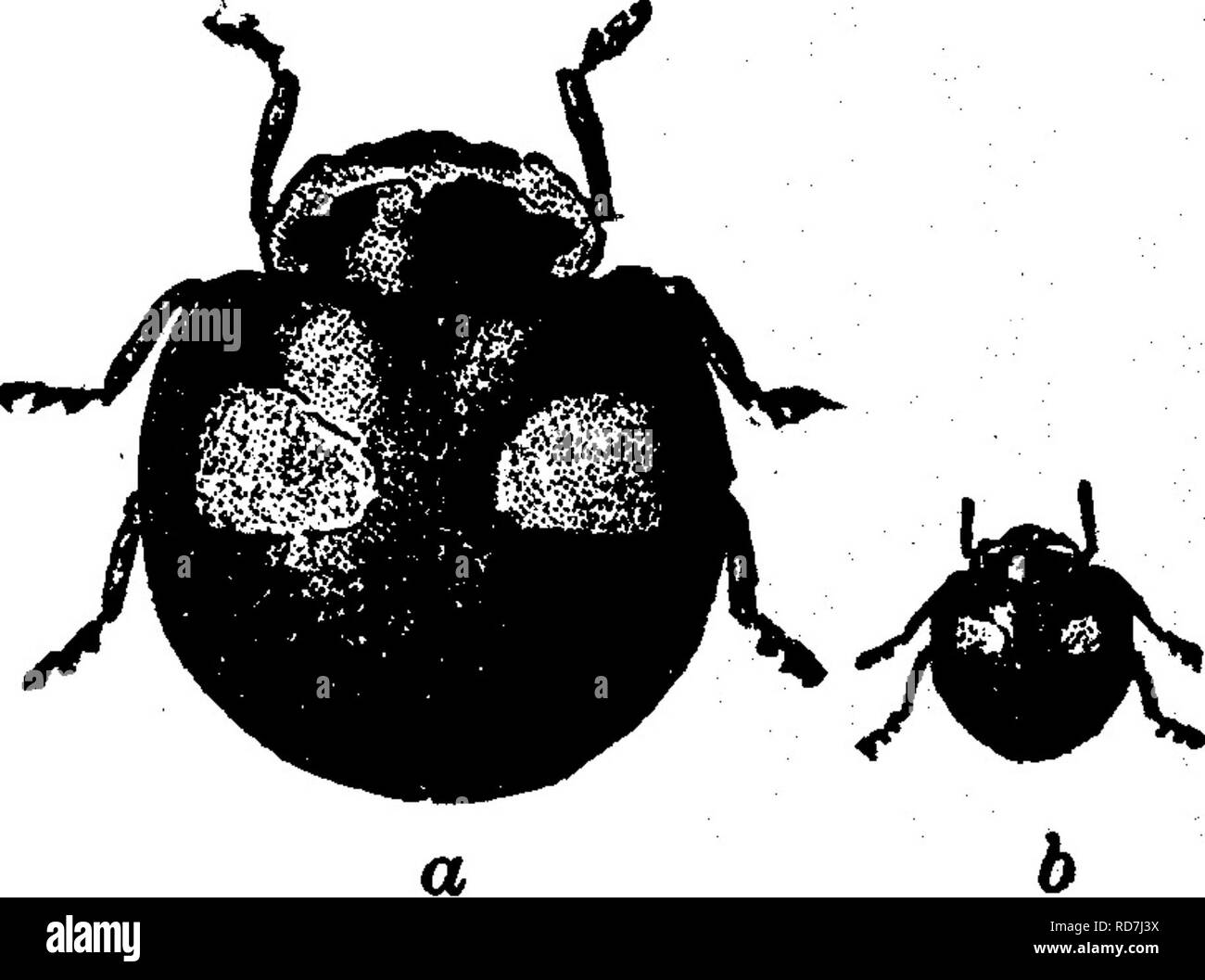 . Les insectes nuisibles pour les fruits. Illustré de quatre cent quarante coupes de bois. Les insectes nuisibles. Les INSECTES NUISIBLES À L'ORANGE. 417 l'Eyed Cycloneda. Cycloneda oculata (Fab.). Cette espèce, qui est représenté à un grossie, fig. 435, fig. 435.. et de sa taille naturelle à b, a aile noire-couvre, avec un grand point rougeâtre sur chaque. Le Five-Spotted Lady-bird. Coccinella 5-notata yslt. Californica Mann. Fig. 436 montre le Californien variété de la dame à cinq points-bird, qui est une forme sans taches. Le thorax est Fig. 436.. Veuillez noter que ces images sont extraites de la page numérisée i Banque D'Images