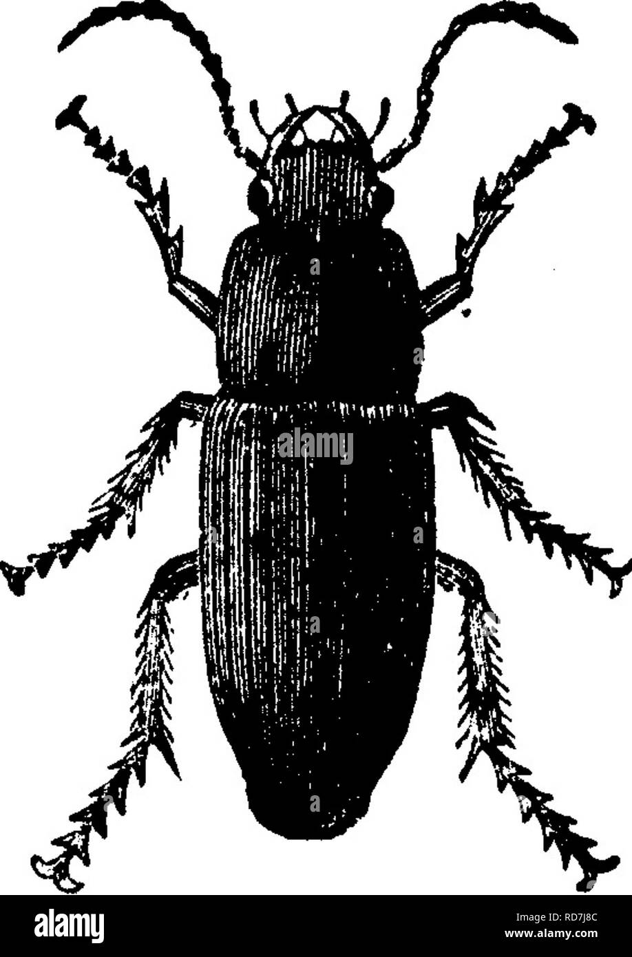 . Les insectes nuisibles pour les fruits. Illustré de quatre cent quarante coupes de bois. Les insectes nuisibles. 184 LES INSECTES NUISIBLES À LA PRUNE. Le curculios vers le bas dans le parapluie, où elles sont collectées et détruites. Il est très important que les prunes doivent être rapidement recueillis et brûlés ou ébouillanté, afin de détruire les larves avant qu'il ait le temps de s'échapper. En effet, pour assurer le succès de la culture de la prune, le choc des arbres et le L^atliering des fruits tombés au sol doivent être régulièrement continué, et devrait être considéré comme l'un des ministères du travail nécessaire lui appartenant. De nombreux autres recours ha Banque D'Images