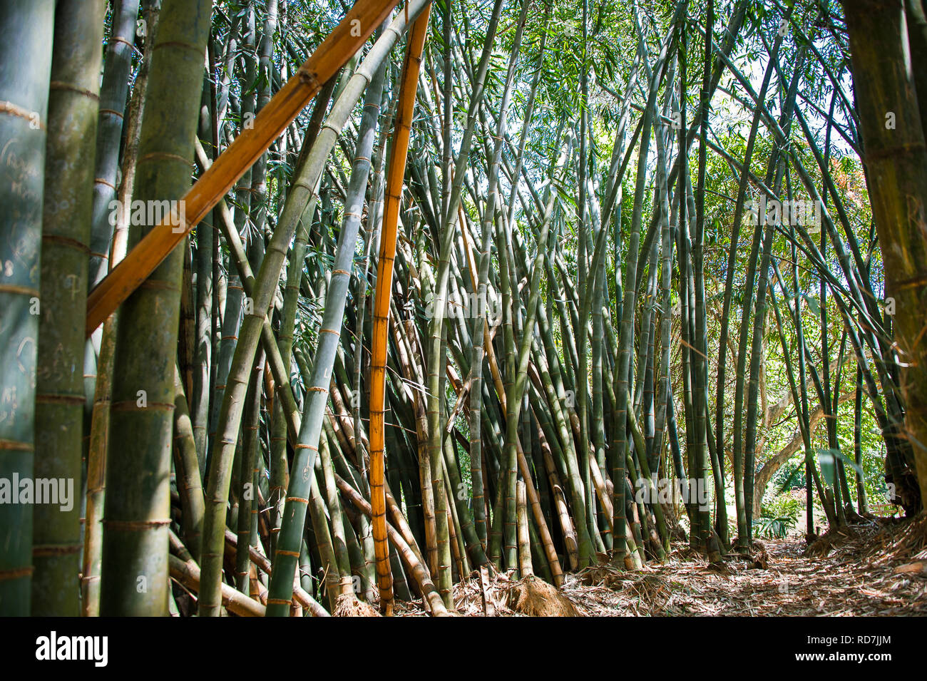 Bambou géant ou Dragon (Dendrocalamus giganteus) - Kandy, Sri Lanka Banque D'Images