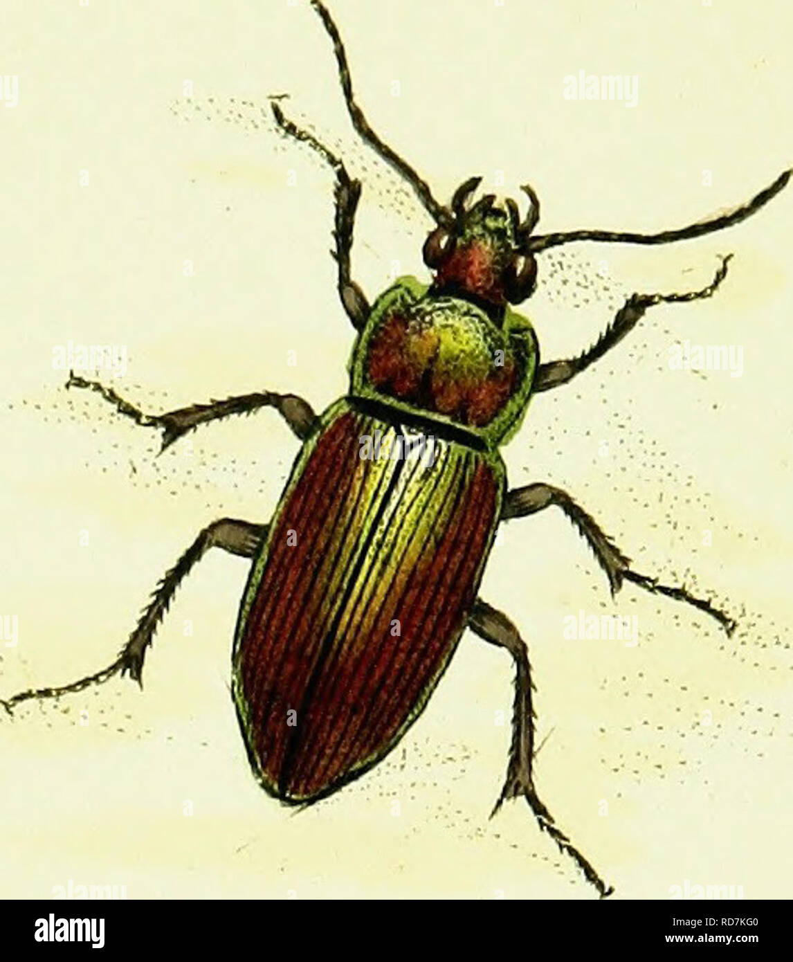 . L'histoire naturelle des insectes britanniques ; expliquant dans leurs plusieurs membres, avec les périodes de leurs transformations, leur nourriture, l'oeconomie, &amp;c. avec l'histoire de ces minutes insectes comme nécessitant une enquête par le microcsope. L'ensemble illustré par des chiffres de couleur, conçu et exécuté à partir de spécimens vivants. Les insectes ; les insectes. H. Veuillez noter que ces images sont extraites de la page numérisée des images qui peuvent avoir été retouchées numériquement pour plus de lisibilité - coloration et l'aspect de ces illustrations ne peut pas parfaitement ressembler à l'œuvre originale.. Donovan, E. (Edward), Banque D'Images