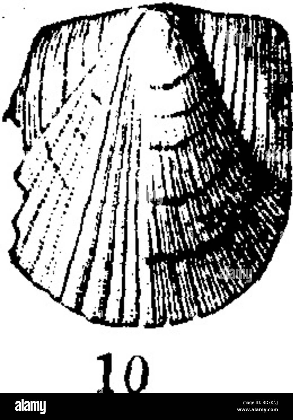 . Un dictionnaire des fossiles de la Pennsylvanie et les états voisins nommés dans les rapports et les catalogues de l'enquête ... La paléontologie. Pteri. 812 coupé en trois ressorts, à la fin de l'Eoyer's Ridge, et à la fin de Sandy Ridge, dans OrisJcany Orbisonia, tous, sk VII. De plus, en blanc comme trouvés au sud de Carpenter's Point sur le Delaware (G6, 123) dans Onskany iStormville ; schiste et en schiste et calcaire (132, 134), descente. Helderherg- VI, VII-C'est sans doute l'Avicula textilis, var. arenaria, Hall, Pal. N. Y., Vol- 3, 1861, p. 465, pi. 110, f. 2, qui est nommé, mais ne figuraient pas sur la p. 70 de ce dictionnaire abo Banque D'Images