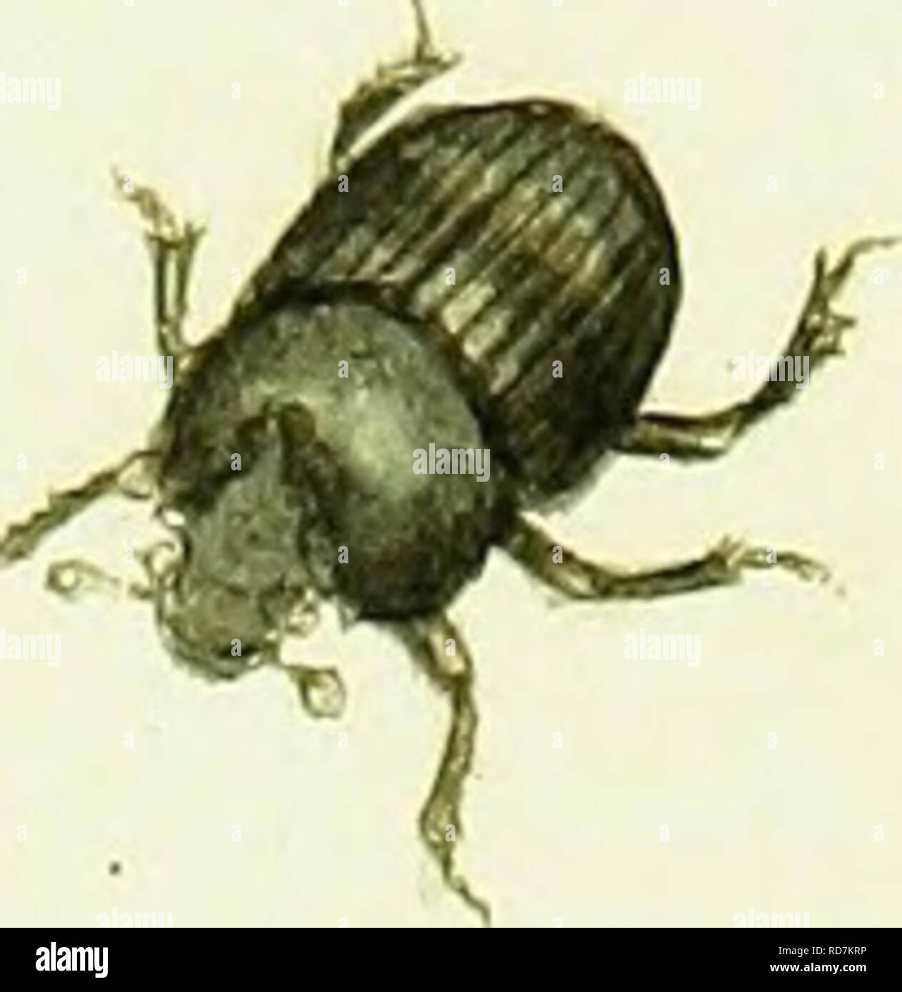 . L'histoire naturelle des insectes britanniques ; expliquant dans leurs plusieurs membres, avec les périodes de leurs transformations, leur nourriture, l'oeconomie, &amp;c. avec l'histoire de ces minutes insectes comme nécessitant une enquête par le microcsope. L'ensemble illustré par des chiffres de couleur, conçu et exécuté à partir de spécimens vivants. Les insectes ; les insectes. s-HF® '*9. Veuillez noter que ces images sont extraites de la page numérisée des images qui peuvent avoir été retouchées numériquement pour plus de lisibilité - coloration et l'aspect de ces illustrations ne peut pas parfaitement ressembler à l'œuvre originale.. Donovan, E. ( Banque D'Images