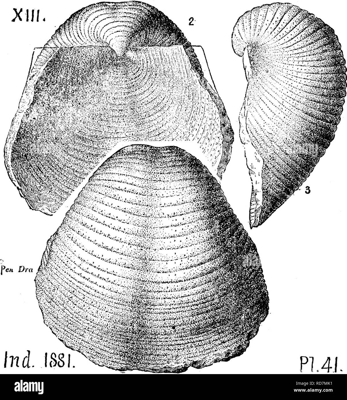 . Un dictionnaire des fossiles de la Pennsylvanie et les états voisins nommés dans les rapports et les catalogues de l'enquête ... La paléontologie. 763 Prod. (Productus punctatus, suite de la p. 762.) Rapport de 1881. diana, page 373, la plaque du VaiiOleve 42 figs. 1, 2, 3, avant, arrière et latérale sur un individu adulte, de Newport, Ind., mesures de charbon, XIII-C'est l'un des plus connu mesure charbon enveloppe commune à l'Europe et l'Amérique. Collett's Ind. Rt. 1883, page 124, la plaque 27, fig. 1, 2, 3, par exemple, grande taille naturelle. S'étend de subcarboniferous au début de mesures de charbon. XI à XV, Productus Banque D'Images