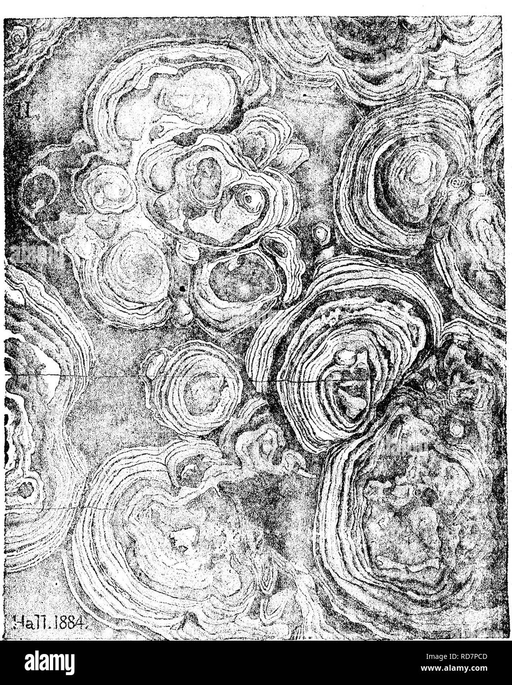 . Un dictionnaire des fossiles de la Pennsylvanie et les états voisins nommés dans les rapports et les catalogues de l'enquête ... La paléontologie. 163 Cryp. algue ; montrant que les pistes de crustacés peut être distingué de la mer ; les mauvaises herbes fosdi authentique qui a été refusée. Crijphmus calUteles. Voir Dalmanites, calliteles F///c. Cryptozoon proliferum. Hall. 36e Une. Rt. N. Y., 1884. figure 6. Couvre de vastes surfaces de roche calcaire. Longtemps connue sous le mauvais nom de Stromatopora, c'est une forme plus ancienne et de croissance très différents, à savoir : à partir d'un point en dessous et en croissance et en expansion vers le haut en hiver Banque D'Images