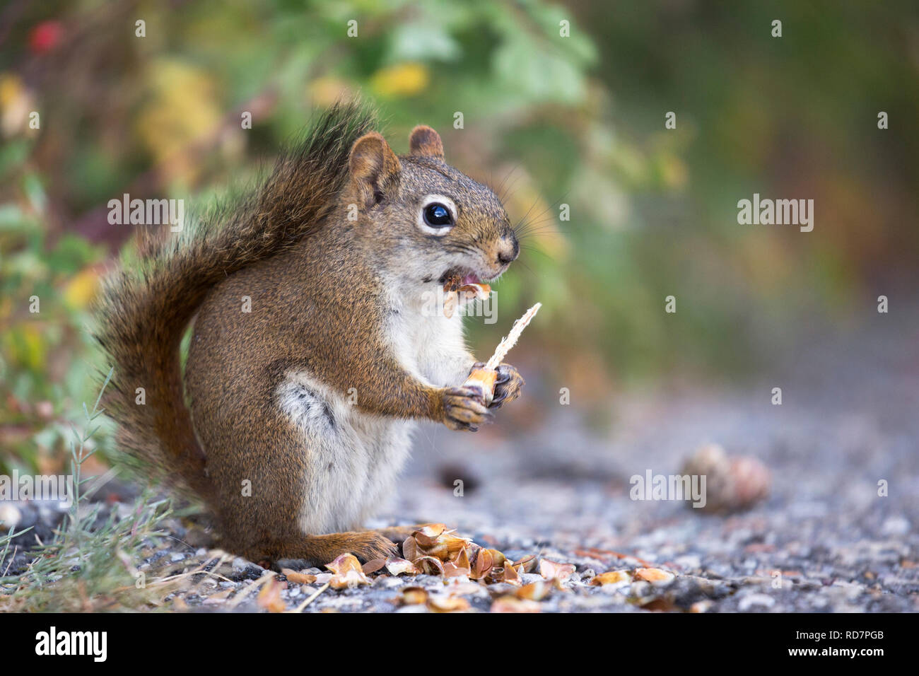 L'écureuil roux (Tamiasciurus hudsonicus) se nourrissant du cône d'épinette dans la forêt montagnarde, parc national Banff Banque D'Images