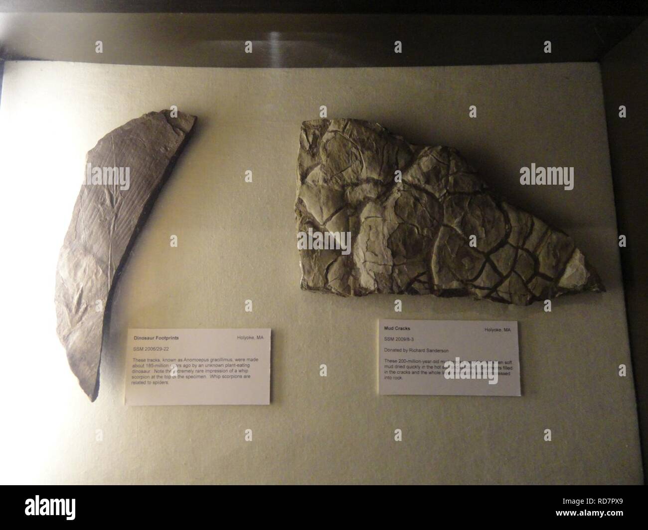 Anomoepus gracillimus, traces de dinosaures et fossiles boue - Springfield Science Banque D'Images