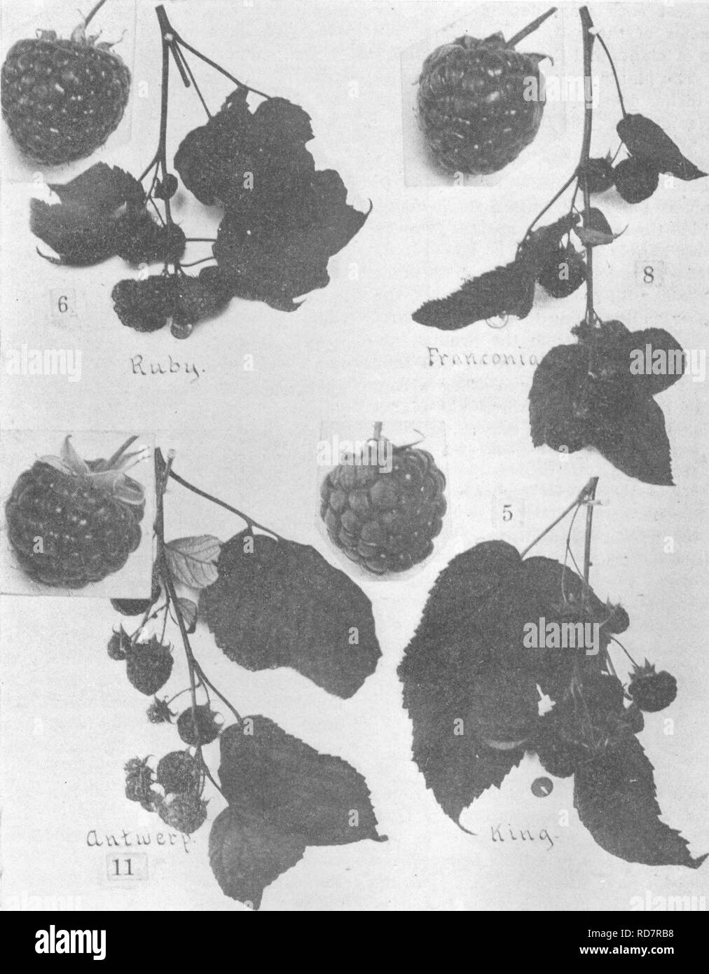 . L'encyclopédie de l'horticulture ; pratique un système de référence de l'horticulture commerciale, couvrant les phases pratiques et scientifiques de l'horticulture, en particulier pour les fruits et légumes ;. Jardinage ; culture ; fruits-légumes. 1765 RASPBERRRY sol les plantes peut être réglé beaucoup plus près que lorsqu'il y a un manque de fertilité ou de l'humidité. Système de la plantation à condition que le contour de la terre est adapté à la colline du système, ou, comme on l'appelle parfois, le système carré, nous préférons cette méthode. Notre préférence est fondée sur la conviction que par ce système une plus grande quantité Banque D'Images