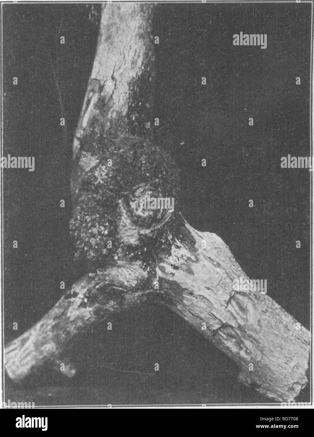 . L'encyclopédie de l'horticulture ; pratique un système de référence de l'horticulture commerciale, couvrant les phases pratiques et scientifiques de l'horticulture, en particulier pour les fruits et légumes ;. Jardinage ; culture ; fruits-légumes. Maladies POIRE 1635 tions par l'eau-pousses et fruits faible éperons. Les germes de l'eau battre jusqu'à la racine du système, même à une certaine distance de la base de l'arbre, ont causé des infections mortelles. Les épis, fruits si lo- cation sur le corps principal ou fourches et être- prochaines infecté, bientôt les germes dans l'épaisse écorce, charnues, qui porte une grande partie de Banque D'Images