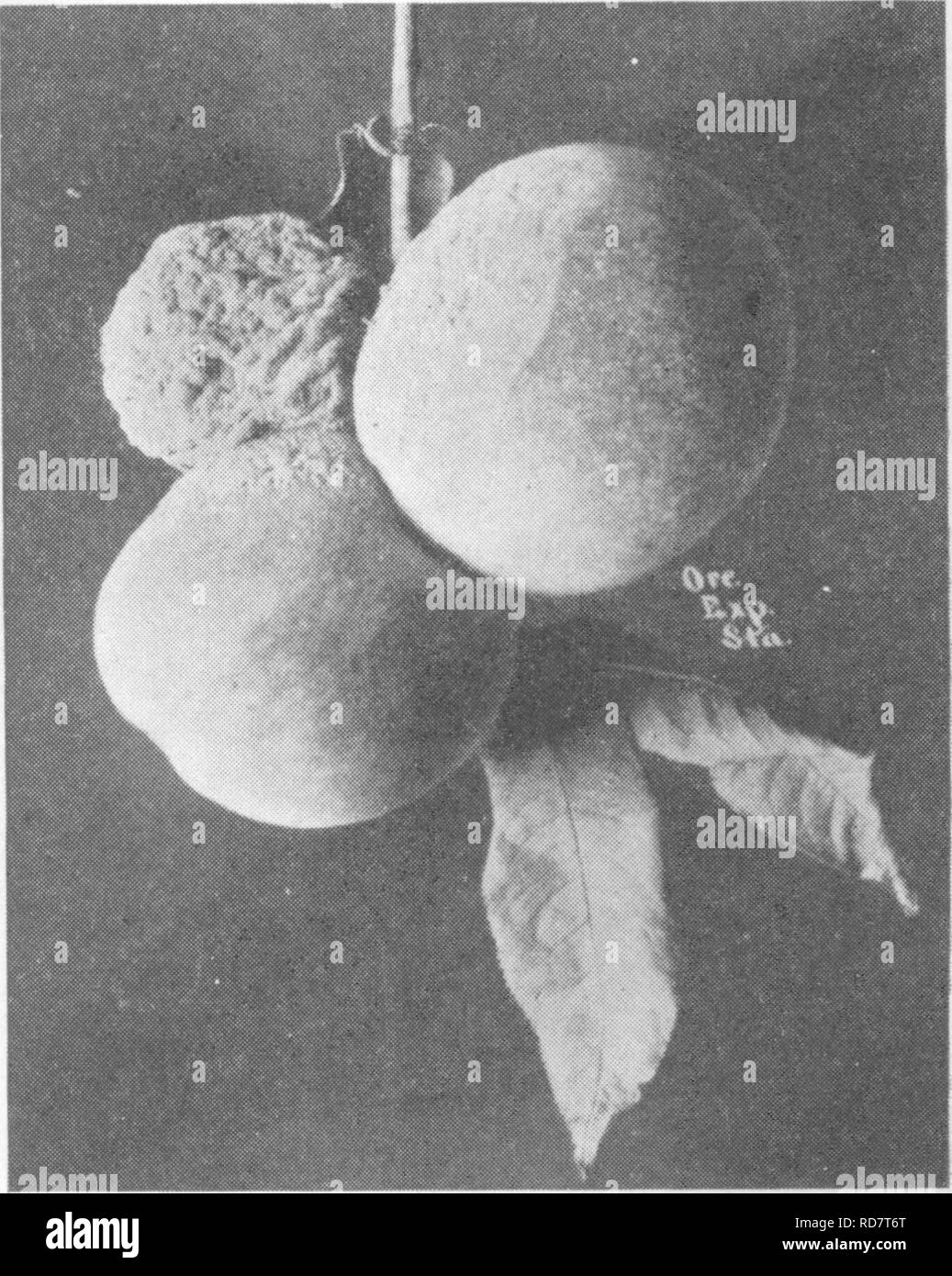 . L'encyclopédie de l'horticulture ; pratique un système de référence de l'horticulture commerciale, couvrant les phases pratiques et scientifiques de l'horticulture, en particulier pour les fruits et légumes ;. Jardinage ; culture ; fruits-légumes. Encyclopédie pratique de l'Horticulture 1552 Les exportations d'Abricots secs-ans se terminant le 30 juin, vers 1906-1910- 1906 1907 1908 1909 1910 1 169 473 6 746 89 944 dollars Eurone 17 148 18 117 36 077 11 661 23,994 246 906 dollars 13 088 dollars 16 090 12 990 191 162 15 904 6 569 4 787 7 072 3 973 1 338 473 5 171 117 906 dollars 10 914 37 927 2 026 Banque D'Images