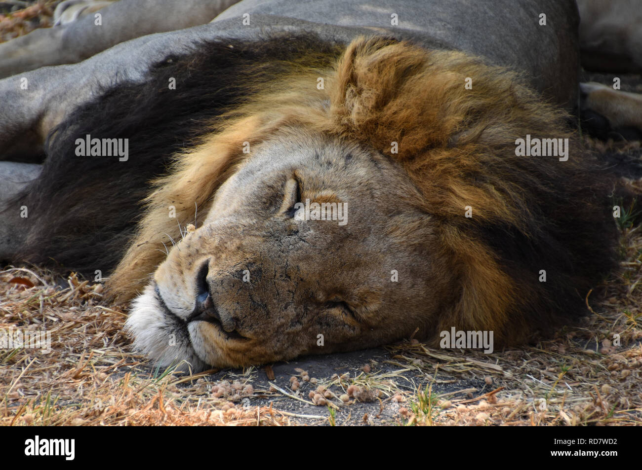 Grand lion mâle dominant snoozing grâce à la chaleur de la journée sur le Savuti Plains au Botswana Banque D'Images
