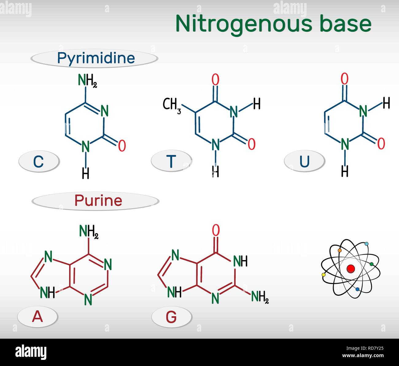Les formules chimiques développées des bases azotées puriques et pyrimidiques : l'adénine (A), Ade, la guanine (G), GUA , thymine (T, TA), l'uracile (U), cytosine ( Illustration de Vecteur