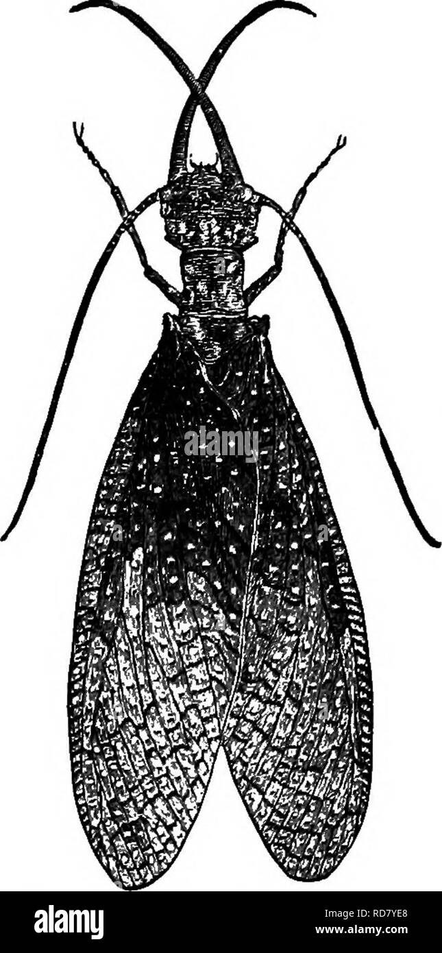 . La vie d'insectes ; une introduction à l'étude de la nature et un guide pour les enseignants, les étudiants et autres personnes intéressées par la porte de la vie. L'entomologie, l'étude de la Nature. 154 LA VIE DES INSECTES. Il ne sera pas prospérer dans un aquarium, mais il peut être gardé en vie dans l'une par laquelle il y a un courant d'écoulement de l'eau et bien aéré. Si de tels un aquarium fait défaut, les spécimens peuvent être maintenus en vie sur le sable humide ou dans une boîte avec l'herbe fraîchement coupée, c'est vraiment une espèce amphibie. Comme cet insecte vit près de trois ans dans l'état larvaire, les larves peuvent être trouvés à n'importe quelle saison de l'année. À la fin de mai ou au début de Banque D'Images