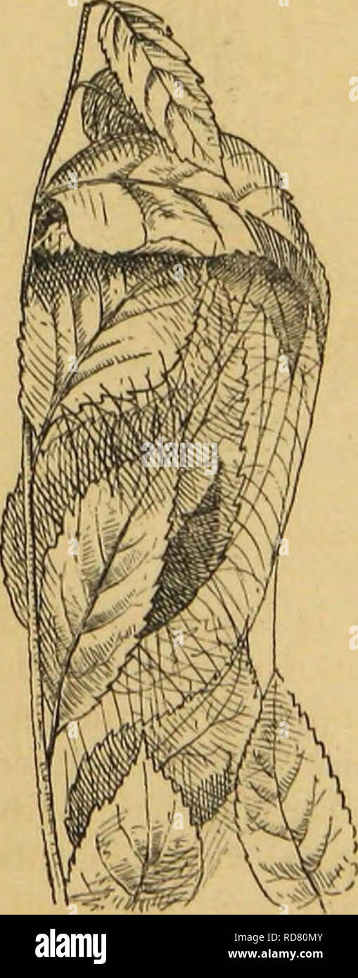 . American spiders et leur travail de bobinage. Une histoire naturelle de l'orbweaving spiders des États-Unis, avec une attention particulière pour leur industrie et les habitudes. Les araignées. et Tubeweavers. Il en va de même pour les Saltigrades, qui persistent à vivre dans des tubes ; des Laterigrades, qui les forment occasionnellement ; et de l'Citigrades Tunnelweavers, et qui font des terriers tubulaire bordée de soie dans le sol. Parmi les causes qui mènerait directement à partir d'un simple lineweaving tubeweaving à une habitude sont les ma- fonction externe et l'instinct. La mère cherche la retraite lorsque le moment de la ponte approche, f Banque D'Images