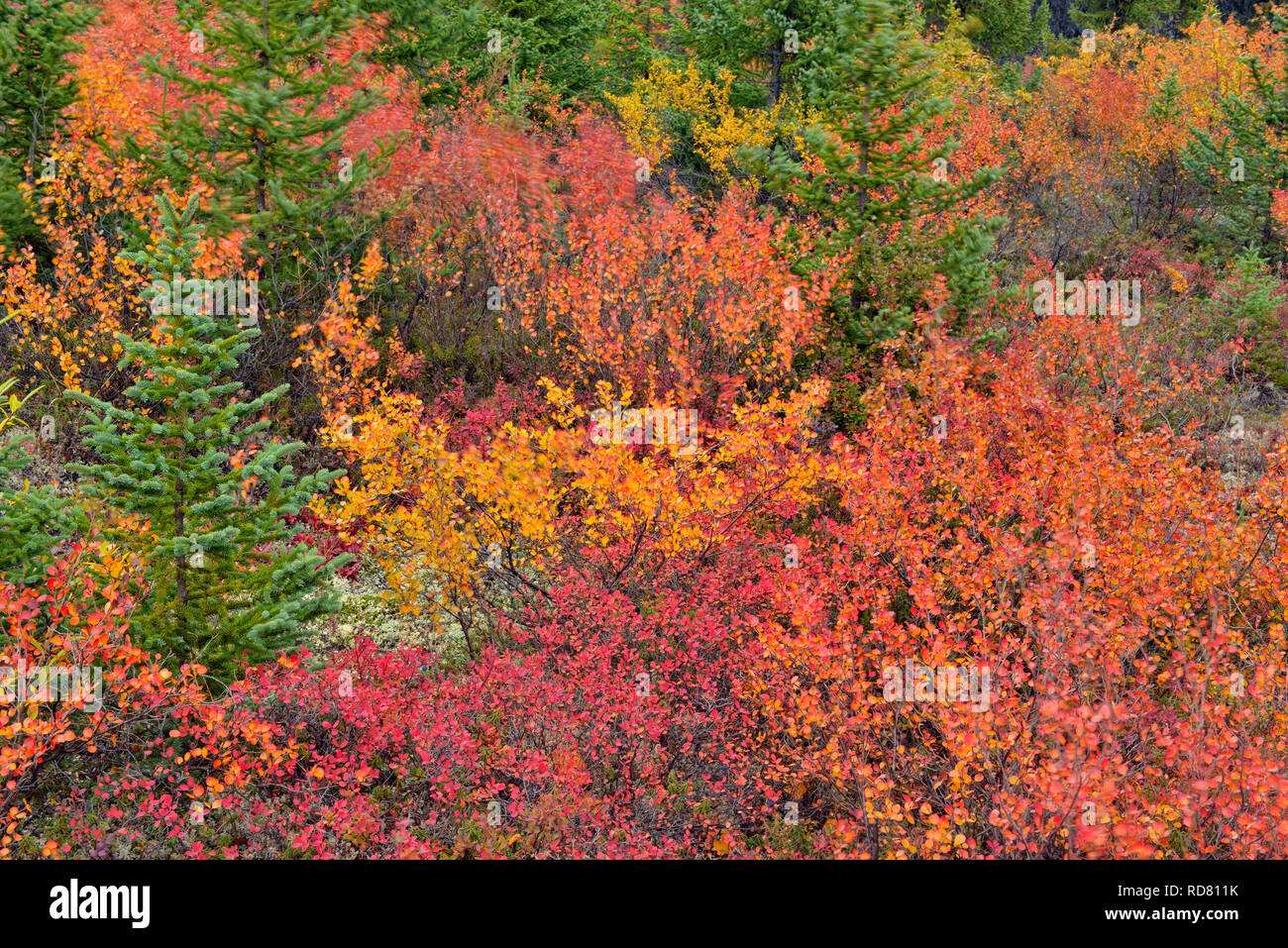 Feuillage de l'automne (le bouleau glanduleux et myrtille), l'Arctique Haven Lodge, Lake Ennadai, Nunavut, Canada Banque D'Images