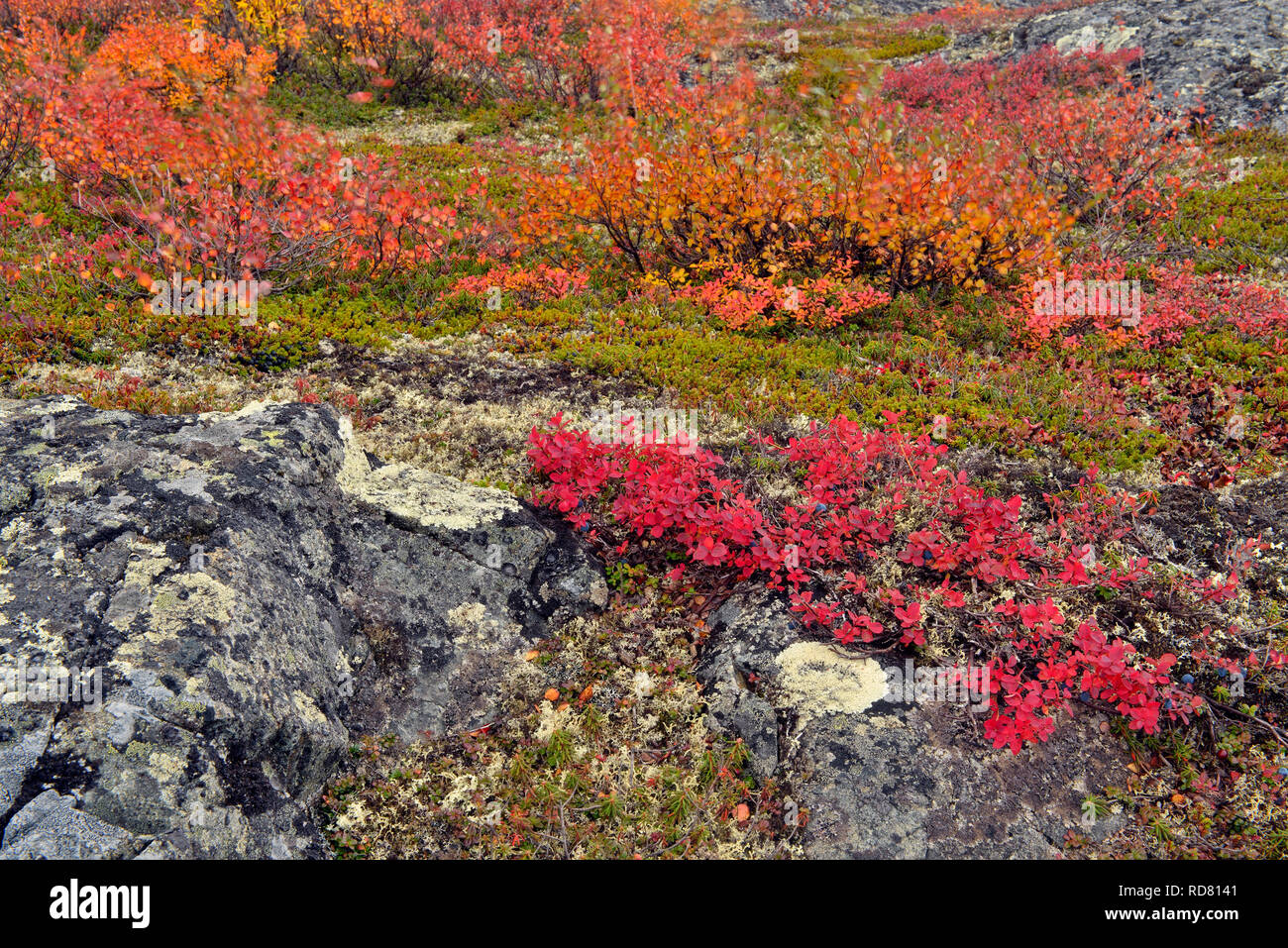 L'automne de la toundra arctique, la végétation Haven Lodge, Lake Ennadai, Nunavut, Canada Banque D'Images