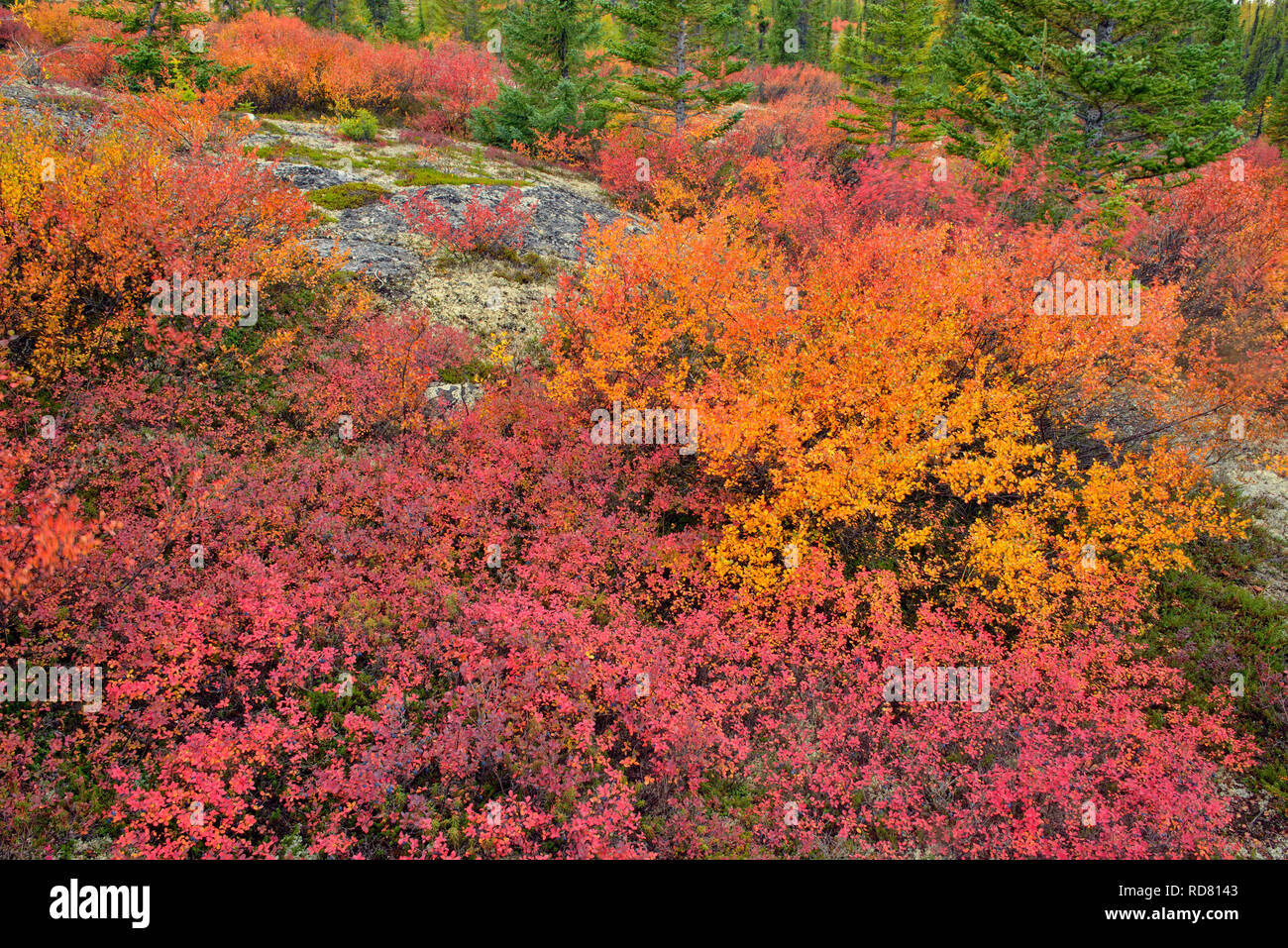 L'automne de la toundra arctique, la végétation Haven Lodge, Lake Ennadai, Nunavut, Canada Banque D'Images