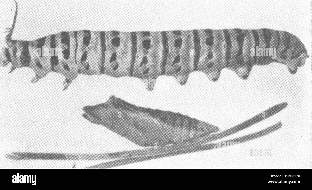 . L'encyclopédie de l'horticulture ; pratique un système de référence de l'horticulture commerciale, couvrant les phases pratiques et scientifiques de l'horticulture, en particulier pour les fruits et légumes ;. Jardinage ; culture ; fruits-légumes. Encyclopédie pratique de l'HORTICULTURE 770 remédier à Paris green appliquée à la face inférieure des feuilles. Le céleri ou le persil Papilio poJyxenes Caterpillar Fab. Famille Papilionidae Papilio asterias Fab. Aspect général le plus évident formes de cet insecte sont l'alimentation des chenilles, qui sont effectivement très frappant. Le plus jeune d'entre eux sont notic Banque D'Images