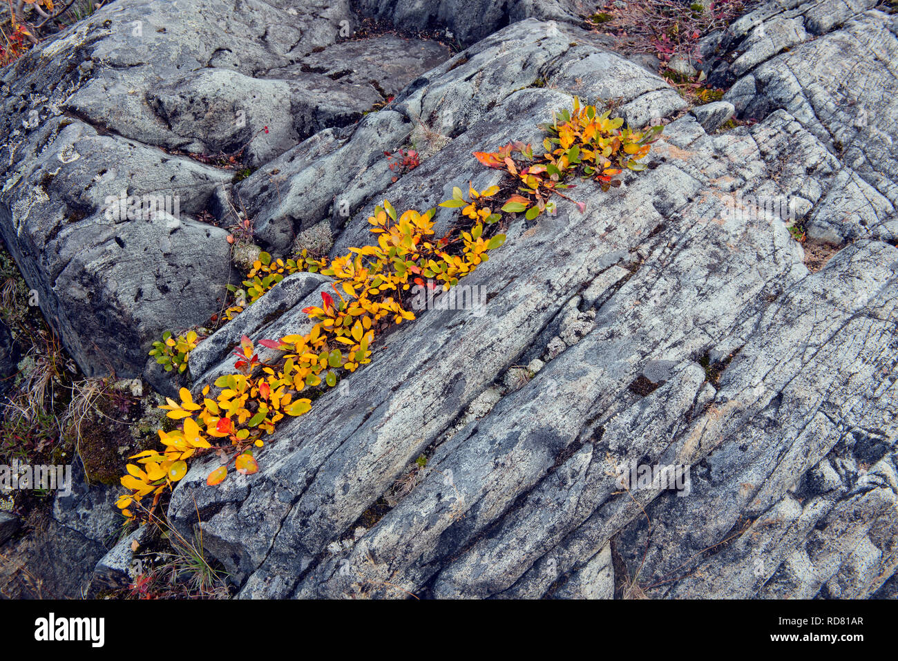 Rive du Lac Ennadai affleurements de granit et d'automne, le saule arctique Haven Lodge, Lake Ennadai, Nunavut, Canada Banque D'Images