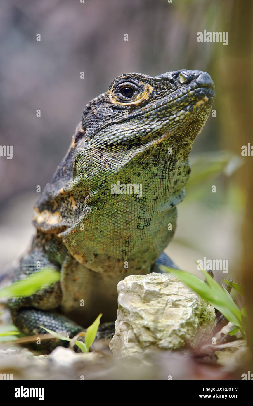 L'iguane noir - Ctenosaura similis Banque D'Images