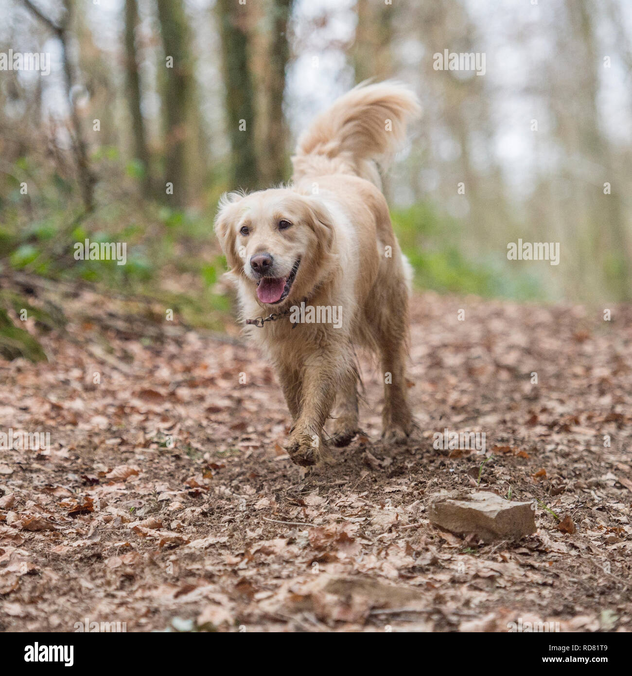 chien golden retriever sur une promenade Banque D'Images