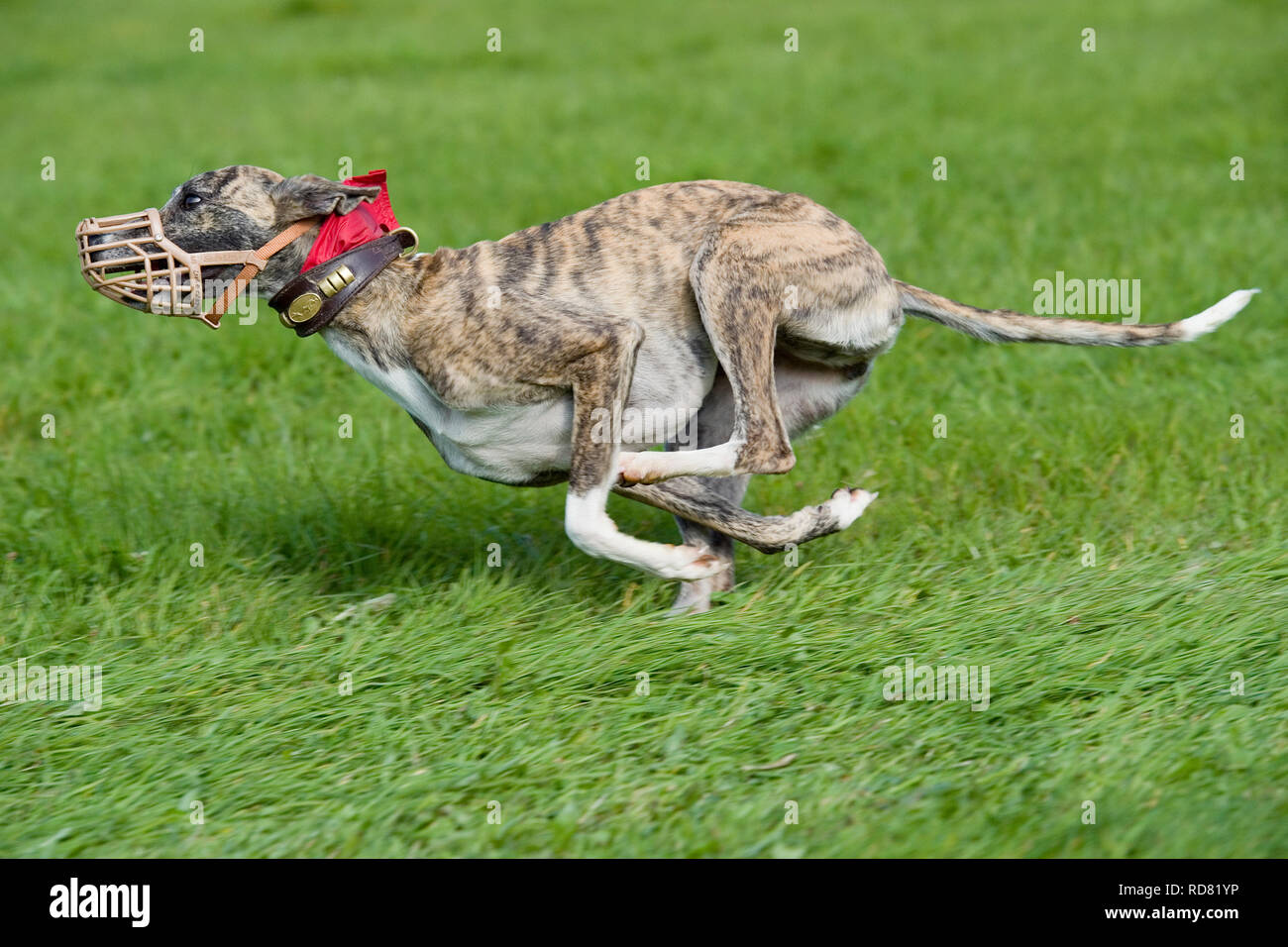 chien greyhound, coursing de leurre Banque D'Images