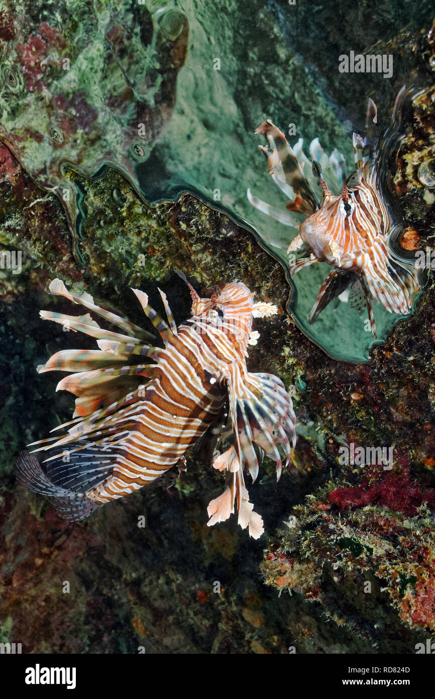 Poisson-papillon commun / Devil firefish - Pterois miles Banque D'Images