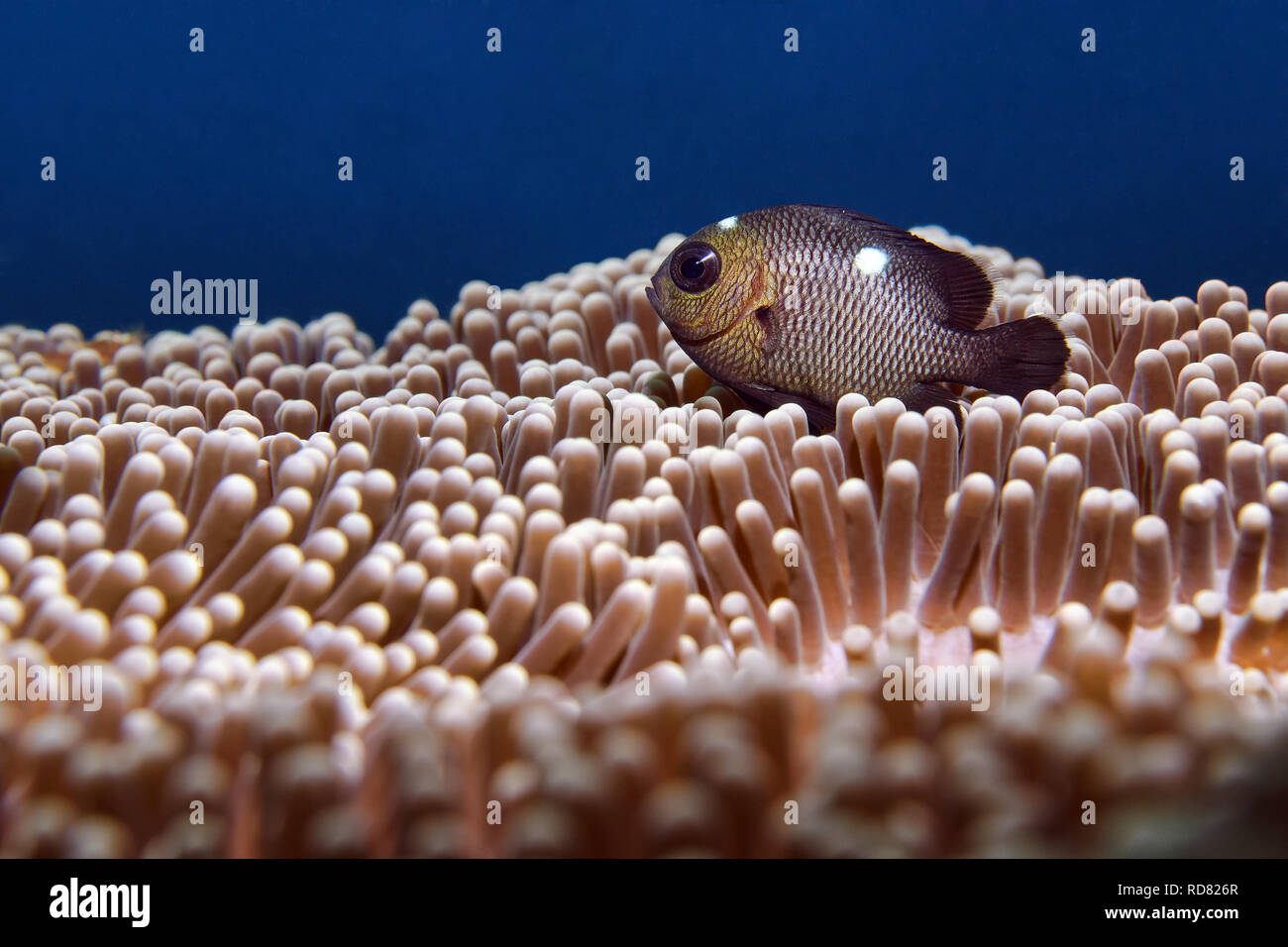 Dascyllus trimaculatus Threespot dascyllus - Banque D'Images