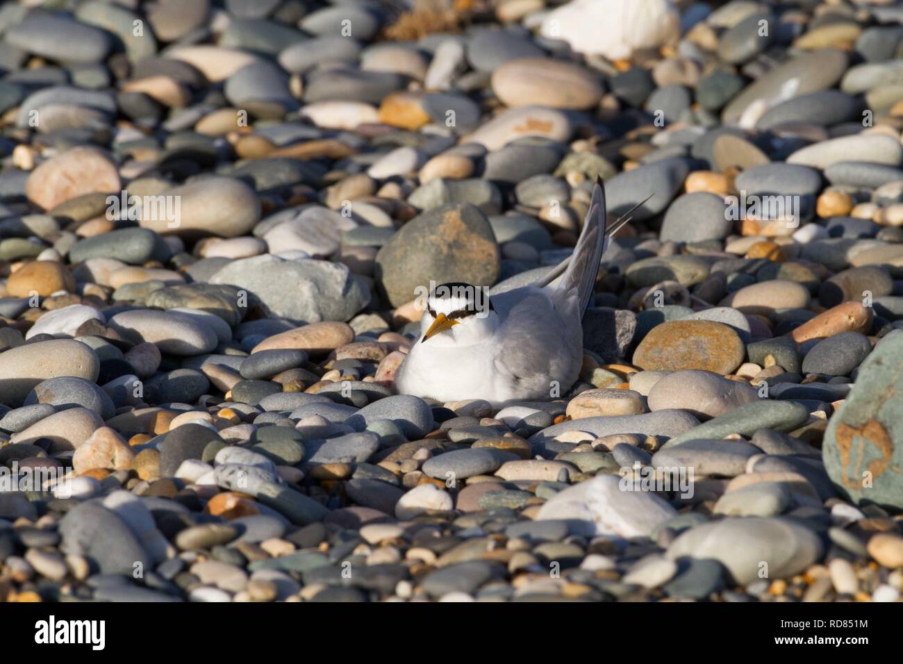 Sterne naine (Sterna albifrons) d'oiseaux nichant sur son nid marqués en cailloux et shingle , par Birdwatch Ireland .espèces indicatrices de l'évolution du climat . Banque D'Images