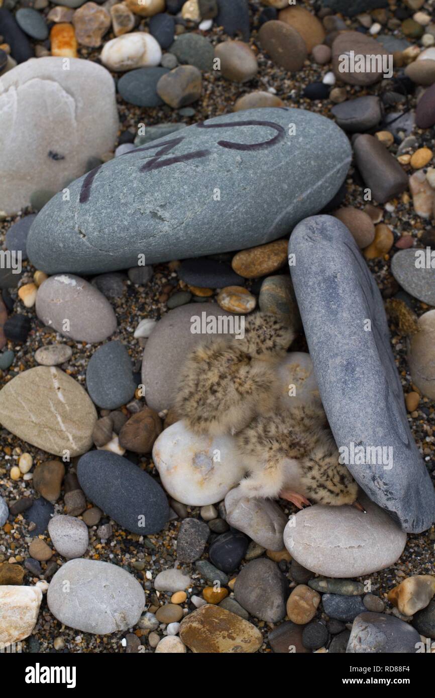 Sterne naine (Sterna albifrons ) ,poussins nouvellement éclos dans le nid,gratter avec nid marquée par id pour les écologistes par Birdwatch Ireland . Banque D'Images