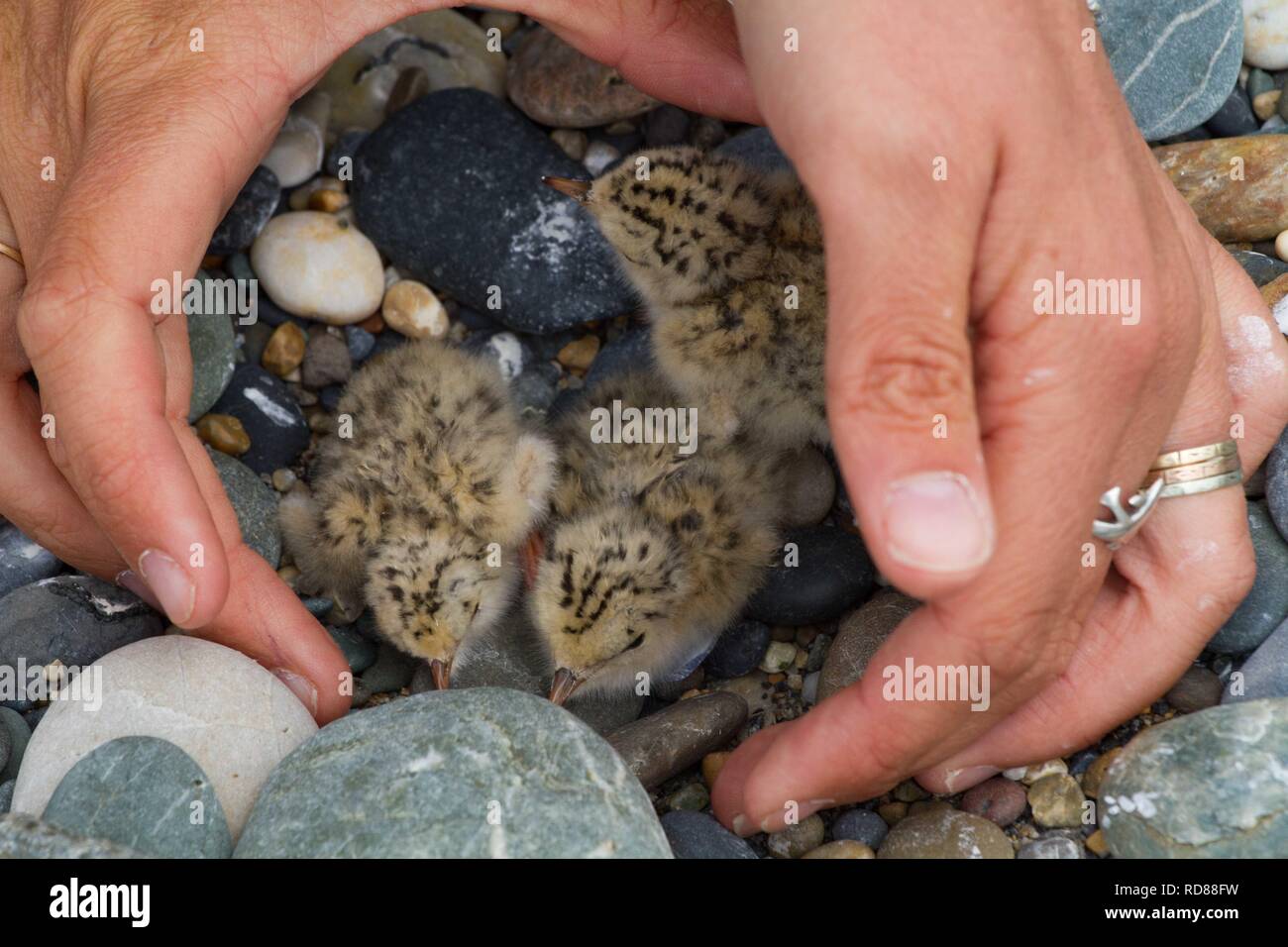 Défenseur de l'environnement , de l'Irlande la collecte de trois oiseaux sterne naine (Sterna albifrons) les poussins de gratter avant la pesée / mesure en relation avec les changements climatiques. Banque D'Images