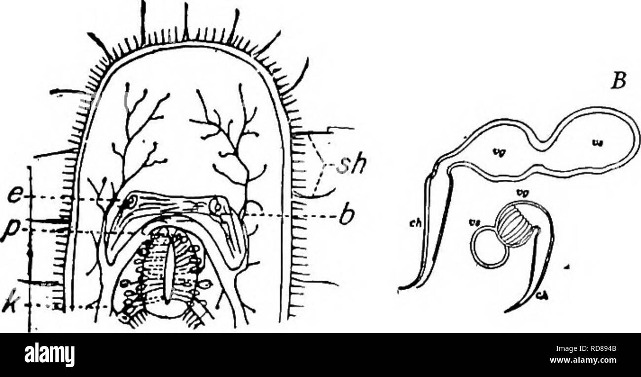 . La biologie d'eau douce. Biologie des eaux douces. Les vers plats libres (TURBELLARIA) 339 26 (25) spicule chitineuses de cirrus un tube étroit un peu effilé à point courbe de manière variable. Vesicula seminalis et vesicula granulorum séparées par une courte constriction. Macrostomum sensitivum Silliman (1885). Longueur : 1.5 mm. Couleur gris couleur blanc cassé. Intestin jaunâtres. Vaste- est), par milieu. Extrémité postérieure resserré. Rhabdites présents dans la région de- enveloppe présente en grand nombre, individuellement ou par groupes de deux ou trois. Rhab- dite parcelles marquées en fin de l'Intestin antérieur avec diver- ticula latéral. Protone Banque D'Images