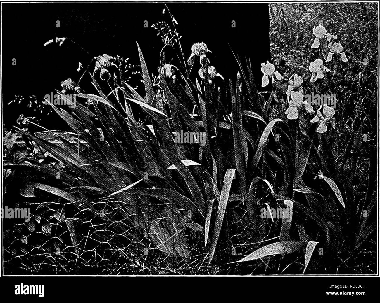 . Manuel d'étude de la nature pour les enseignants et les parents, en fonction de la nature de l'étude de Cornell de dépliants. L'étude de la nature. Cultivated-Plant 627 de l'étude. Iris en btossom. Photo par Verne Morton. son bout jaune et violet et beaucoup de lignes directrices bien que loin du centre de la fleur, est le chemin sûr pour le nectar, l'abeille amerrit sur la lèvre du sepal, presses du raclage vers l'son dos contre les éraflures, la stigmatisation suspendus le long de l'anthère ouvert qui se trouve le long du toit du tunnel ; et elle, se trouve une paire de lignes directrices chacun conduisant à un nectar-bien à la base des sépales. Les abeilles Banque D'Images