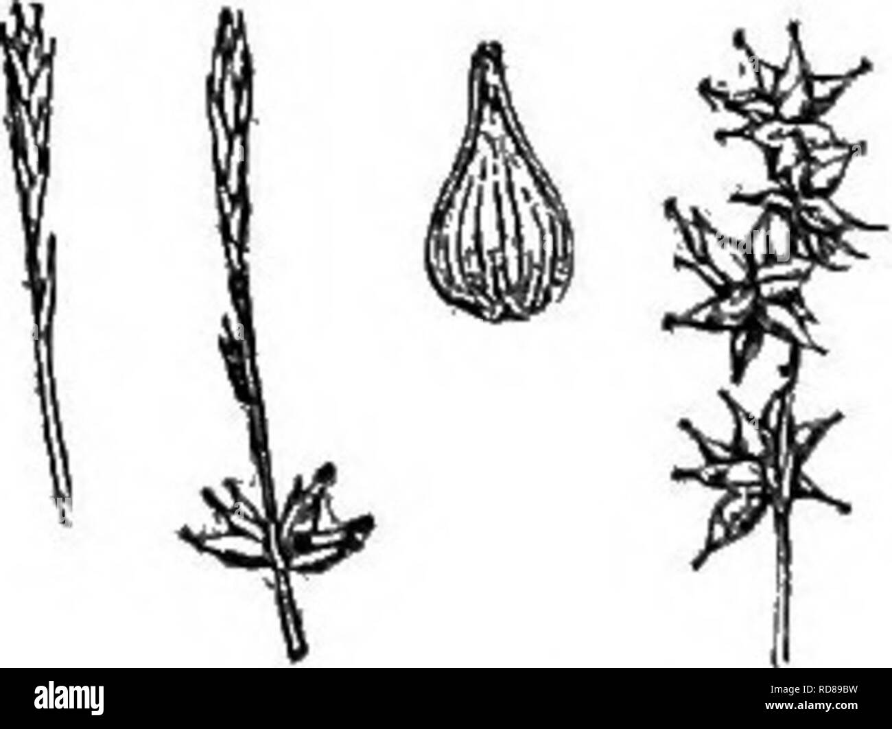 . Gray's nouveau manuel de botanique. Un guide des plantes à fleurs et de fougères de l'Europe centrale et nord-est des États-Unis. La botanique. 871. 0. adasta. face nerveless ou seulement un peu des nervures saillantes à la base jaune-doré. ÂOpen prairieSj Man. pour Kan., et westw. Juillet. Crf. 369. 22. Ch. adnea Fernald. Tiges lisses et nerveux, mais plus ou moins flexueuses au bout., 0,25-1,2 m. élevé ; laisse beaucoup plus courte, plutôt doux et plat, 2-4 mm. de large ; inflorescence cylindrique ou moniliform lâchement, de 3-12 obovoïdes principalement à base de claviformes ferrugineux brunâtre ou pointes (0.8-2.5 cm. de long, dans les plantes luxuriantes Banque D'Images