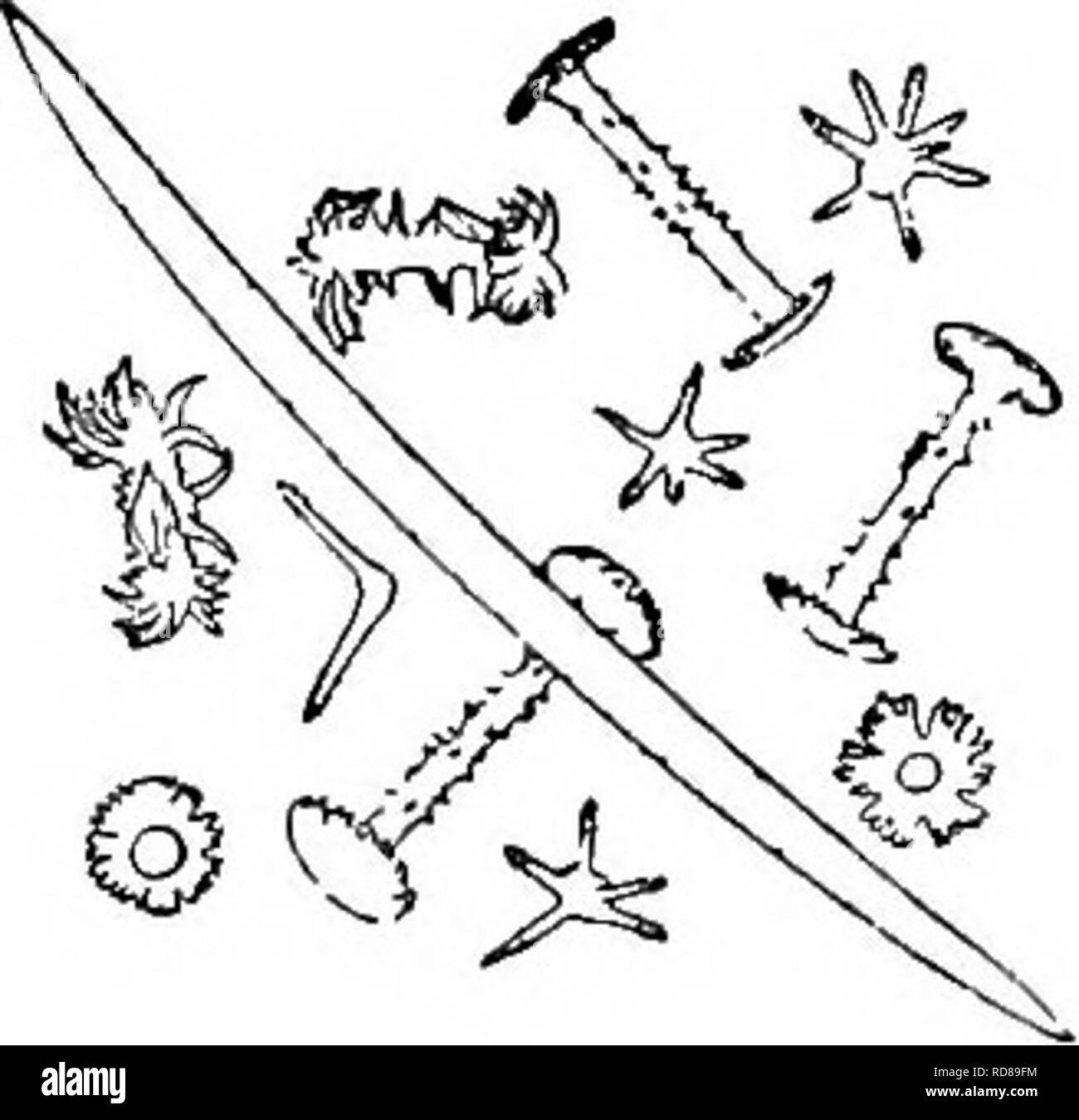 . La biologie d'eau douce. Biologie des eaux douces. 36 (20, 3S) spicules dermiques Dosilia stellaire gris. Seule espèce encore publié aux États-Unis. Dosilia palmeri (Potts, 1885). Massive éponge, presque, de temovate. Les spicules squelette microspined, courbe, fait peu à peu. Les spicules dermiques, en forme d'étoile- comprenant un nombre variable de branches de différentes longueurs, rayonnant d'un grand corps globulaire lisse ; épines bras à travers. Gemmule birotulates avec de longues épines, rotules arbres dentelée. À partir de la rivière Colorado, 60 milles au sud de Fort Yuma, attaché à branches pendantes inondés par freshe de printemps Banque D'Images