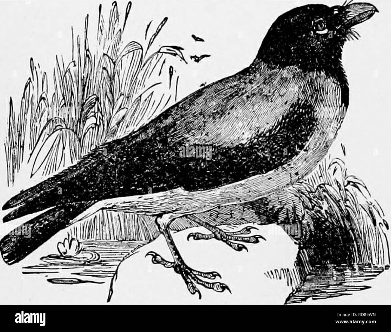 . L'histoire naturelle populaire . Zoologie. 332 THE HOODED CHOW. prises de type un accueil chaleureux pour les oeufs et les jeunes. Il est placé dans différentes localités, généralement dans des bâtiments ou des rochers, mais a souvent été trouvés dans les arbres creux et même dans les trous de lapin warrens, cette dernière localité étant une très remarquable, que les jeunes oiseaux doit être constamment en danger en maraude lo hermines et belettes. Dans un cas, une quantité de lass cassée était employé dans la fondation du nid. Le choucas n'est pas un choix dans la sélection des voisins à plumes, car j'ai retrouvé dans le même tour les nids de pi Banque D'Images