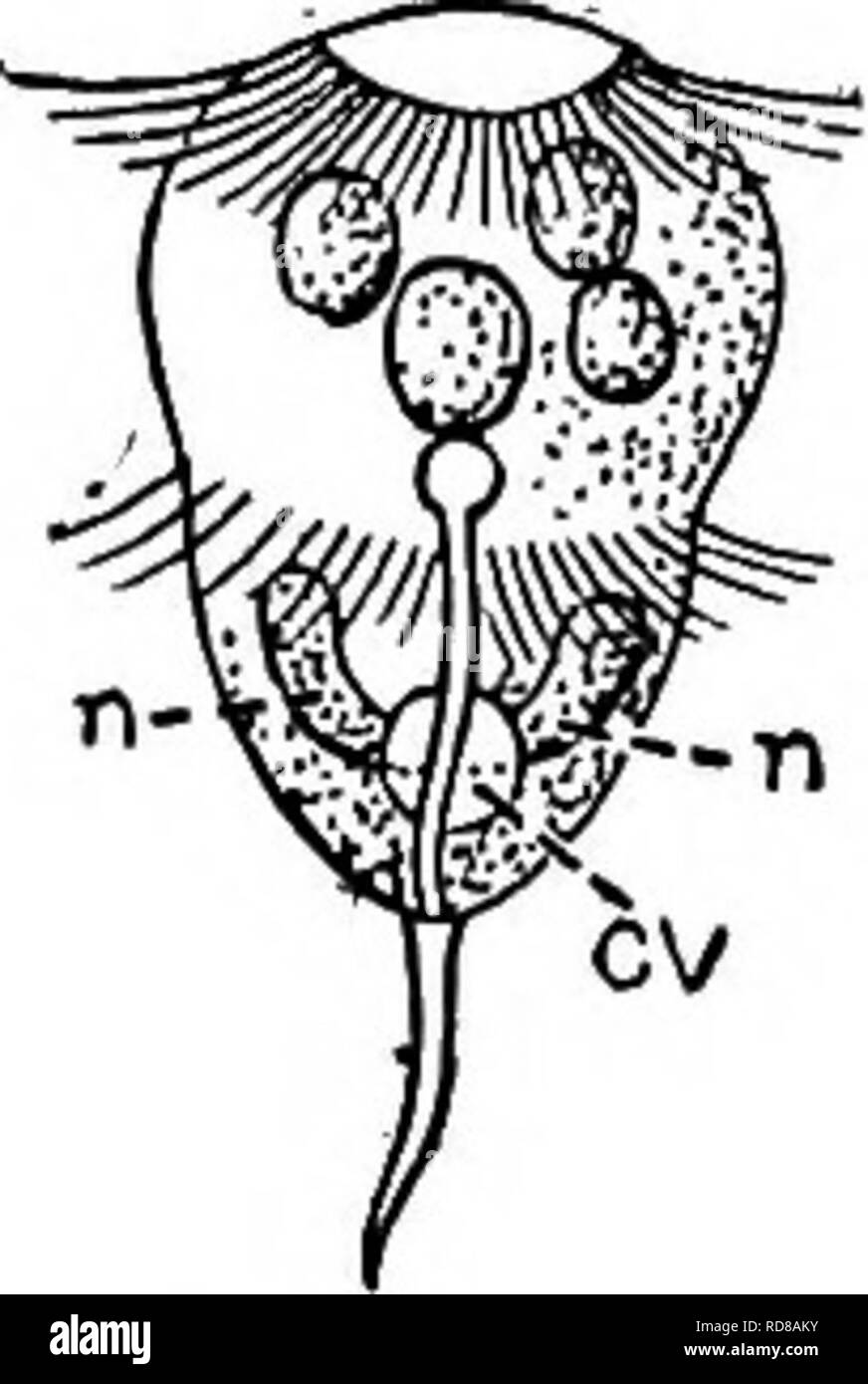 . La biologie d'eau douce. Biologie des eaux douces. Protozoaires ciliés (INFUSORIA) 57 (s8) corps en forme de sac à main. ... Phascolodon 277 Stein. 58 (57) Body ovées ou presque sphérique en contours avec un shght la lèvre à l'extrémité antérieure de la bouche à la base de la lèvre sans évident du pharynx. Cilia en six rangées ventrales. . Hexotricha Hexotricha glohosa espèces représentant Conn Conn 1905. Fig. 483. Hexotricha glohosa. Vues latérale et fin, cv, vacuole contractile ; m, de la bouche. X 335. (Après le Connecticut) 59 (4) 60 (87) 61 (70) 62 (65) 63 (64), habituellement avec une membrane ondulante ou de membranes sur la bouche. Bouche toujours ouverte. Banque D'Images