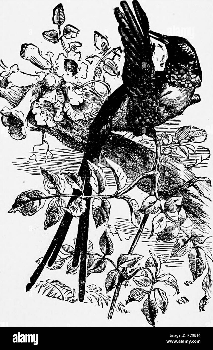 . L'histoire naturelle populaire . Zoologie. Oiseau-oiseaux. 293 l'éclat de toutes les espèces, les mâles sont toujours plus magnifiquement décoré que leurs partenaires. La langue est une structure très curieux, étant extrêmement long, filamenteuses, et double presque à sa base. Sur la gorge, il est pris par cette curieuse structure osseuse fourchue appelé l'os hyoïde, les fourches sont extrêmement allongées, et, en passant sous la gorge et autour de la tête, sont fermés lors de la front. Au moyen de cette structure le Humming-bird est activé à la langue du projet à une grande distance de la loi, et à Banque D'Images