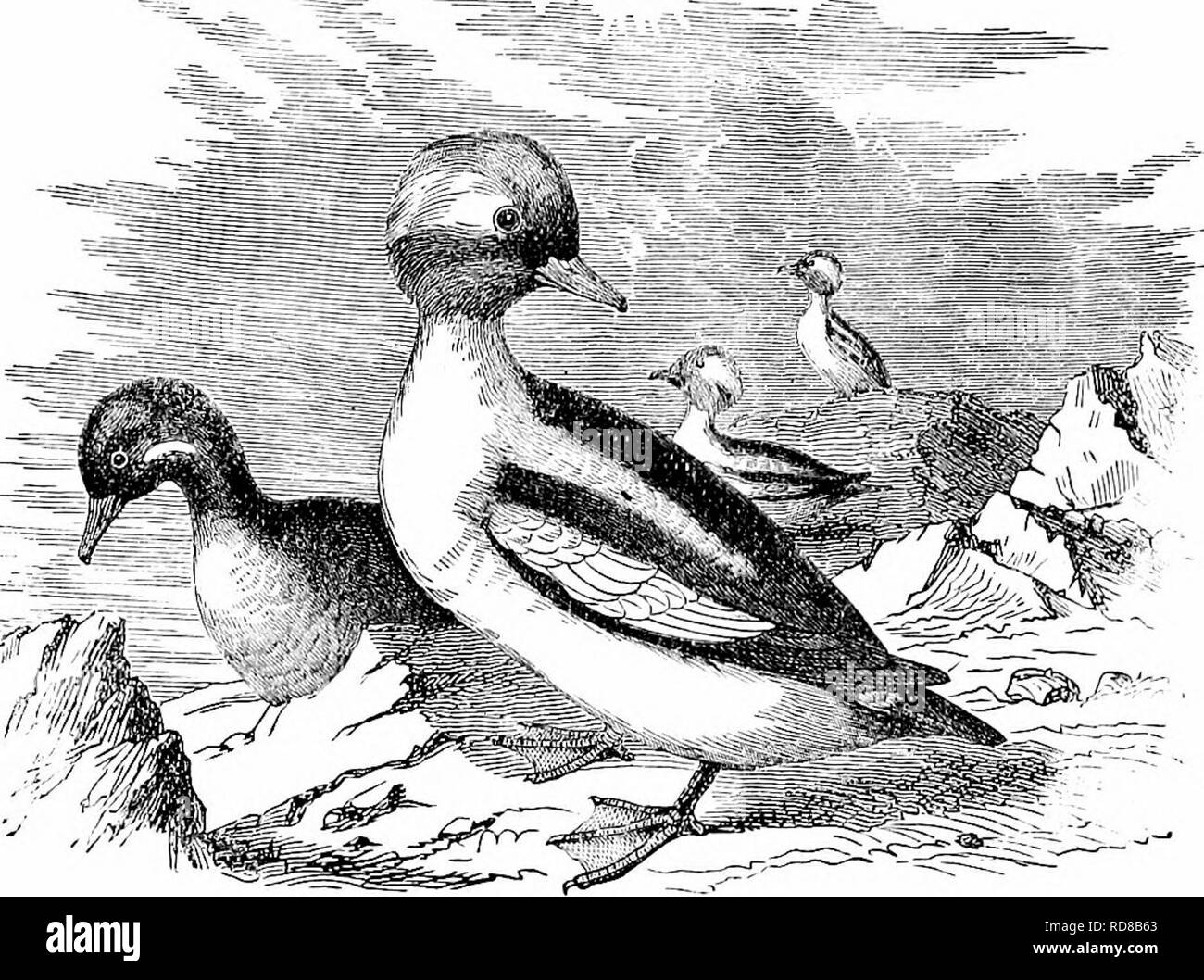 . Clé d'oiseaux de l'Amérique du Nord. Contenant des indications succinctes sur chaque espèce d'oiseau vivant et fossile connu à l'heure actuelle du continent au nord de la frontière du Mexique et des États-Unis, y compris le Groenland et Basse Californie, avec qui sont intégrées d'ornithologie générale : un aperçu de la structure et la classification des oiseaux ; et de l'ornithologie de terrain, un manuel de la collecte, la préparation et la conservation des oiseaux. Les oiseaux ; oiseaux ; 1887. anatibjE fuligulin-2E : les canards de mer. 705 principalement violet et vitilet. Un grand triangle blanc en croissant ou mort avant d'oeil, fonctionnant jusqu'à un point, appliquées à l'encontre de t Banque D'Images