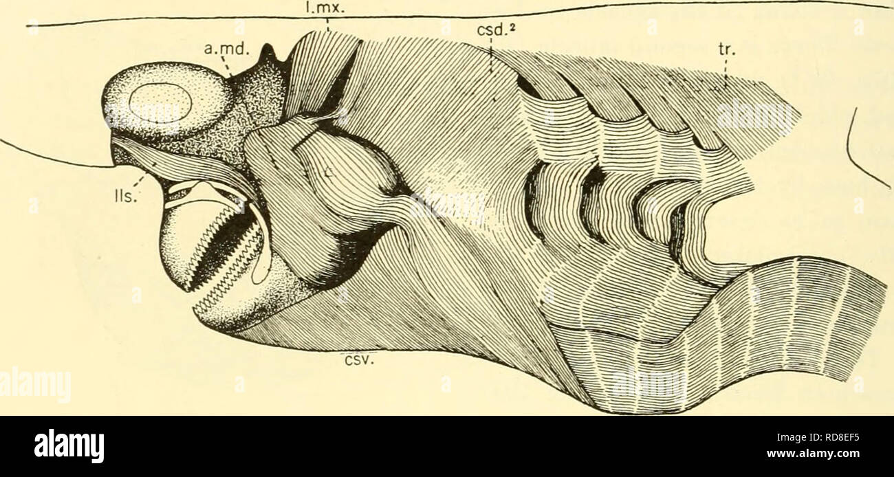 . Les elasmobranches. Des chondrichtyens. 102 LES ELASMOBRANCHES dans les rayons, les fibres de la face dorsale constricteur ne sont pas en continuité avec ceux de la partie ventrale constrictors, les deux ensembles étant séparés par un trait horizontal tendon. DOESAL CONSTRICTEUR constricteur dans la première nageoire dorsale acanthias (fig. 104), comme on l'a dit, le sepa- classées de la levator maxilles seulement à la partie ventrale du stigmate où ses fibres vers l'arrière de la courbe autour de la base du stigmate d'être attaché. Fig. 104. Les muscles pharyngés latéraux, Acanthias. (À partir de Vetter.) a.md., mandibulae adducteur ; cdd.-, deuxième Banque D'Images