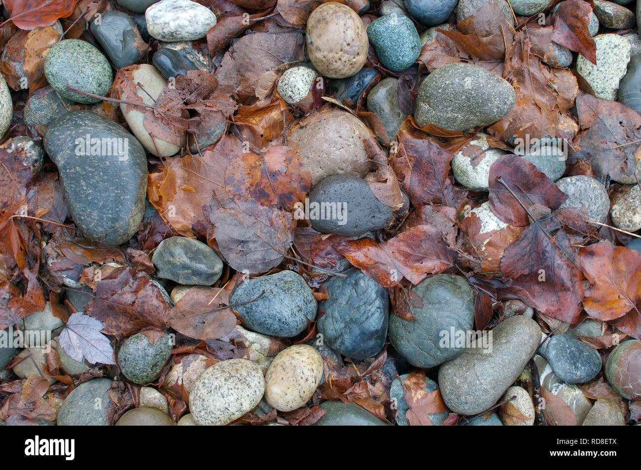Landscaping Rocks lisse avec des feuilles d'automne. Banque D'Images