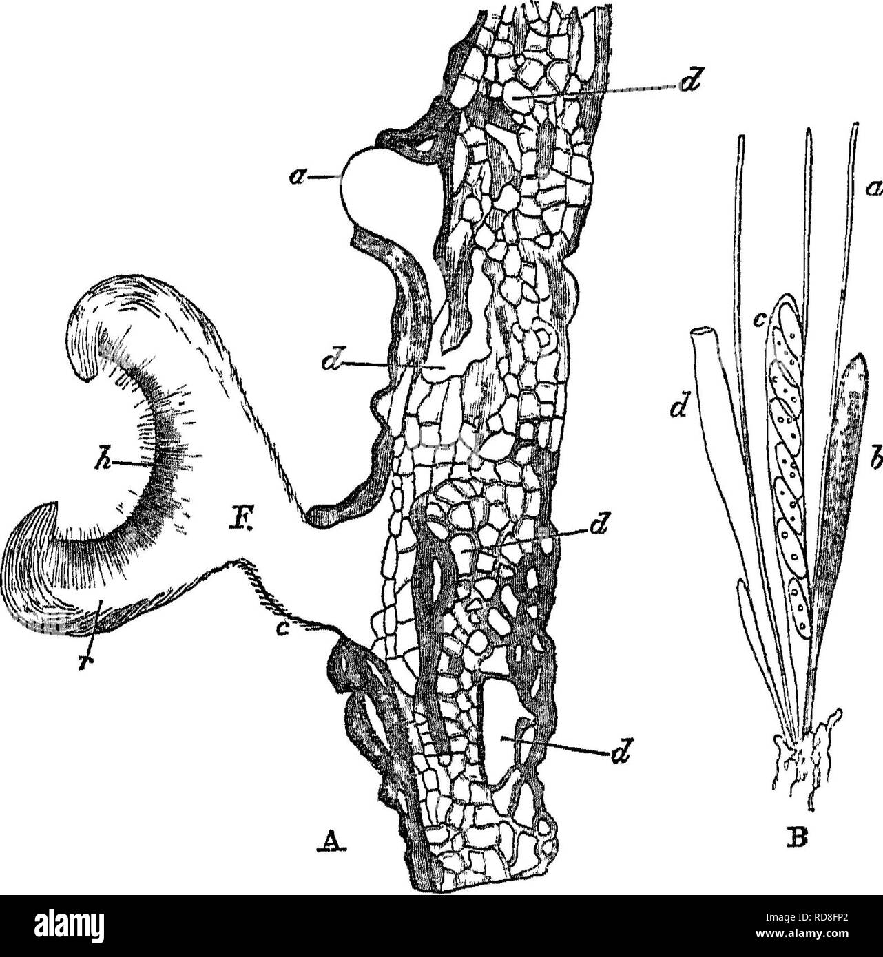 . Le bois et certains de ses maladies. Le bois des arbres. X.J" : "Le mélèze chancre de la maladie. Les spores 237 ; mais nous pouvons passer sur ces détails ici, le chef pour le moment point de l'être. Fig. 36-a, section verticale (amplifiés) par les morts d'un cortex de mélèze, infectés par le mycélium {d) de Peziza Willkommii (Htg.), ^qui développe ses fructifications {a et F). Le mycélium se remplit les lacunes de la corte""c, d^ avec un feutre blanc, un travail est un patron de coussin-comme ce senti-travail débordant de suite pour devenir une fructification ; -F, la fructification Peziza mature (m sect Banque D'Images . Le bois et certains de ses maladies. Le bois des arbres. X.J" : "Le mélèze chancre de la maladie. Les spores 237 ; mais nous pouvons passer sur ces détails ici, le chef pour le moment point de l'être. Fig. 36-a, section verticale (amplifiés) par les morts d'un cortex de mélèze, infectés par le mycélium {d) de Peziza Willkommii (Htg.), ^qui développe ses fructifications {a et F). Le mycélium se remplit les lacunes de la corte""c, d^ avec un feutre blanc, un travail est un patron de coussin-comme ce senti-travail débordant de suite pour devenir une fructification ; -F, la fructification Peziza mature (m sect Banque D'Images